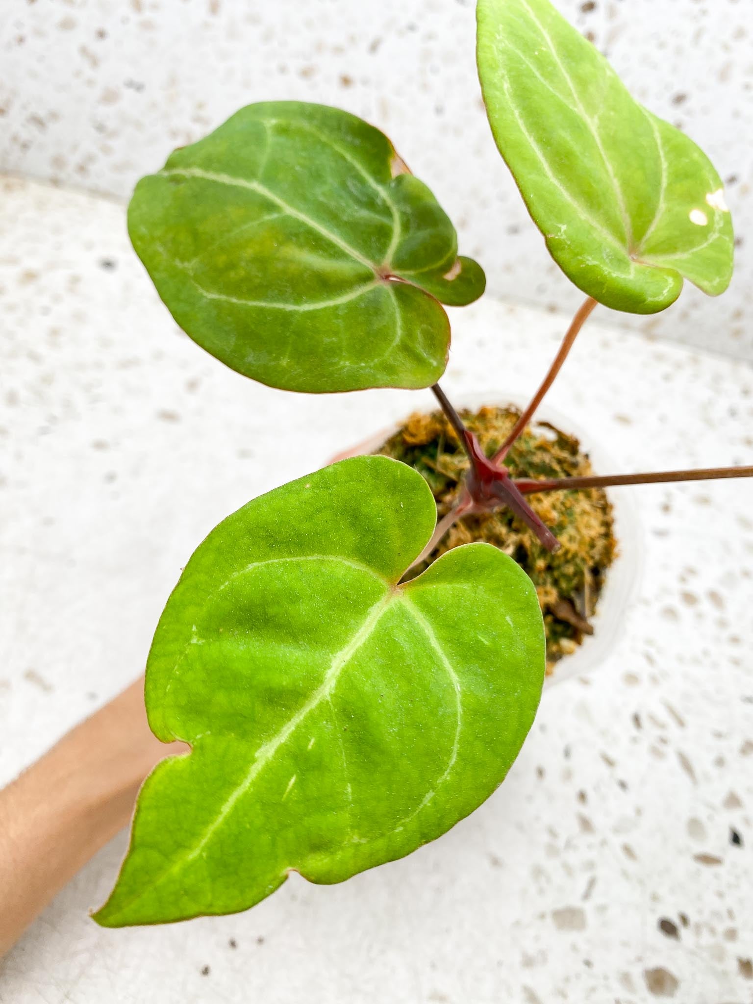 Anthurium Red Gunsal x Hopmani 4 Leaves  4 Nodes  top cutting Rooted