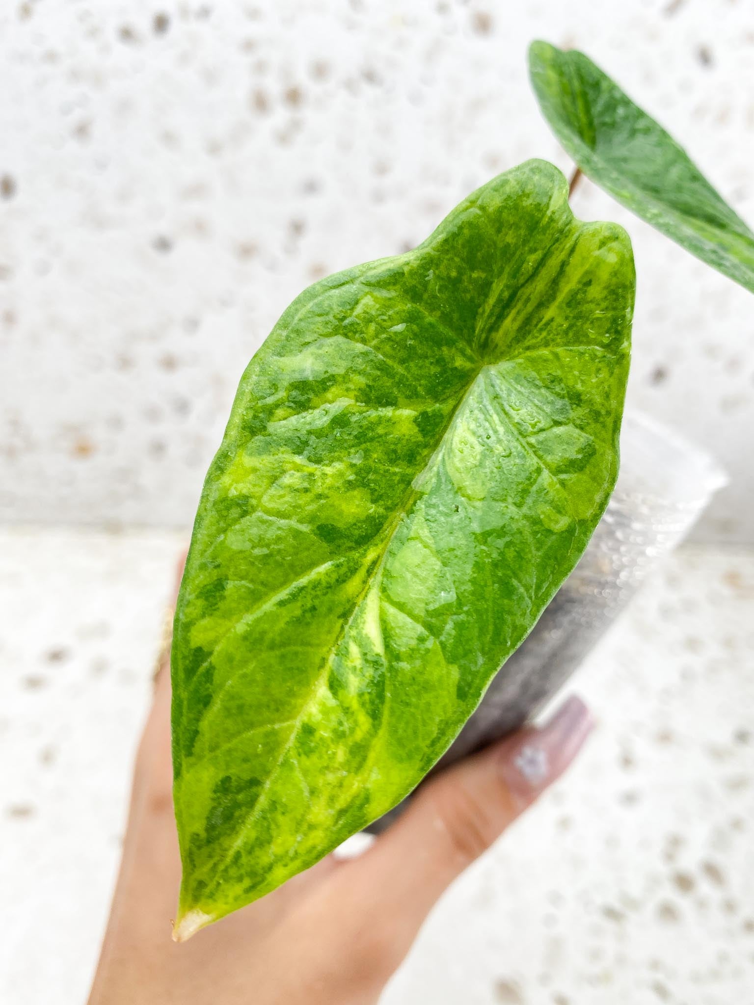 Alocasia Scalprum Aurea 2 Leaves  2 Nodes Rooted