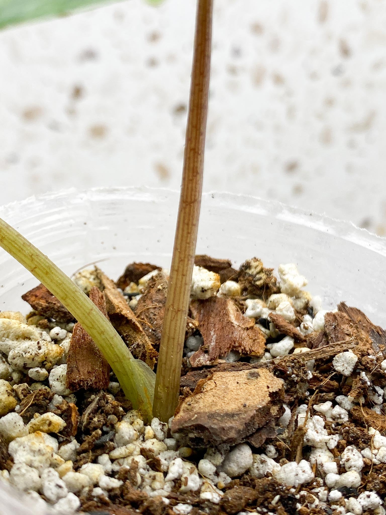 Alocasia Scalprum Aurea 2 Leaves  2 Nodes Rooted