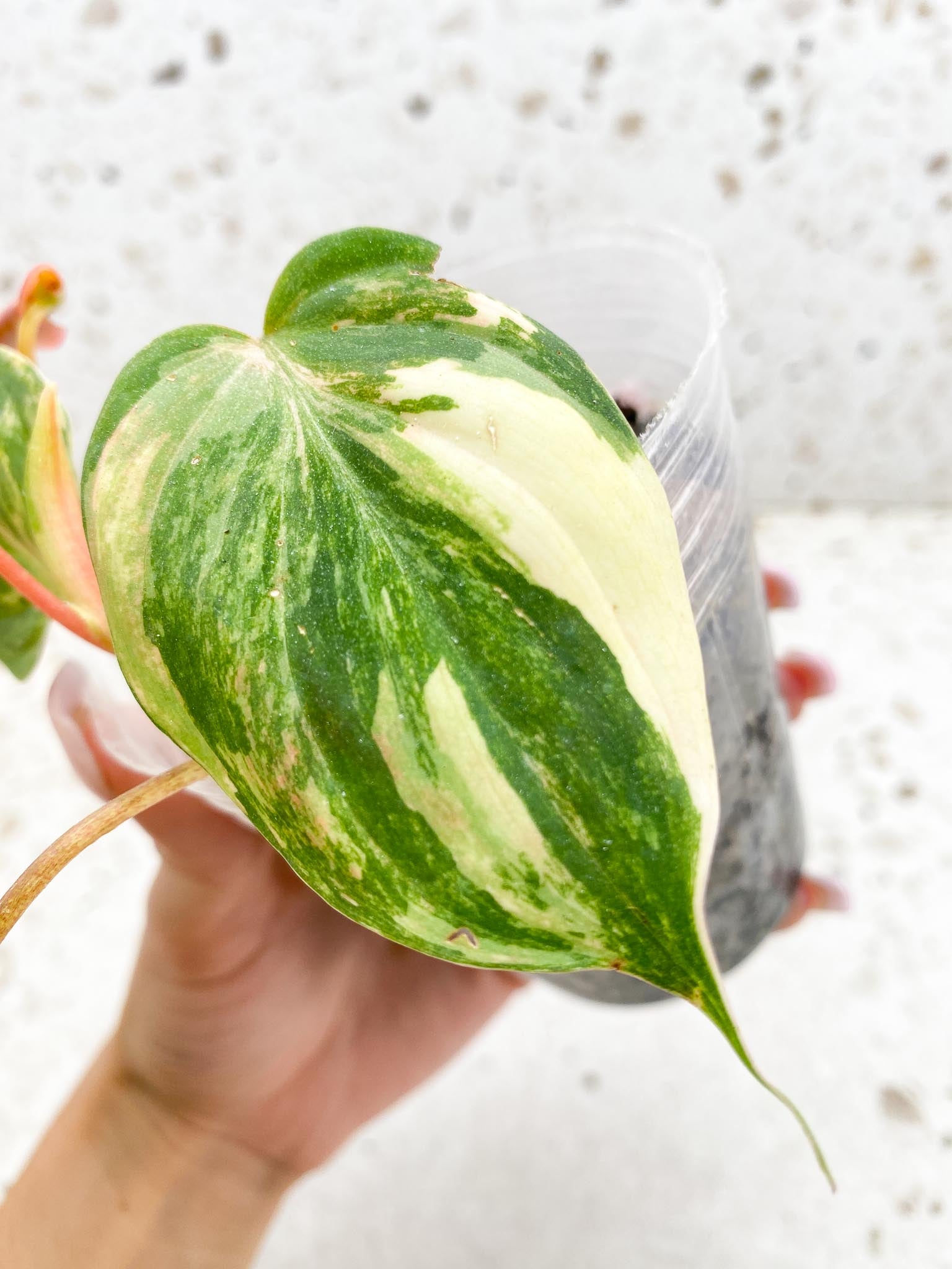 Philodendron Micans Variegated Multiple Leaves Multiple Nodes top cutting Rooted