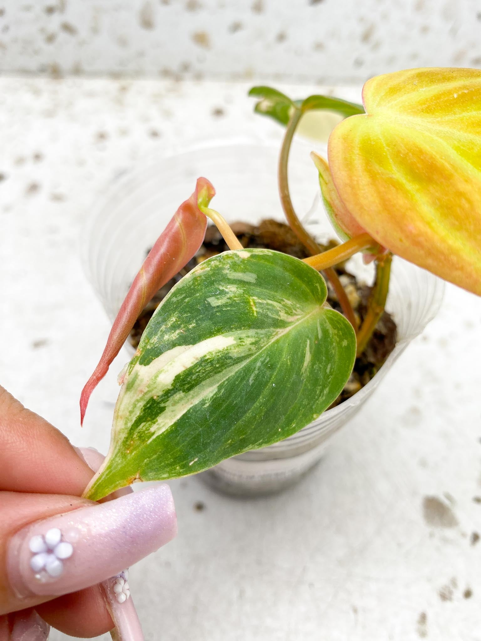 Philodendron Micans Variegated Multiple Leaves Multiple Nodes top cutting Rooted