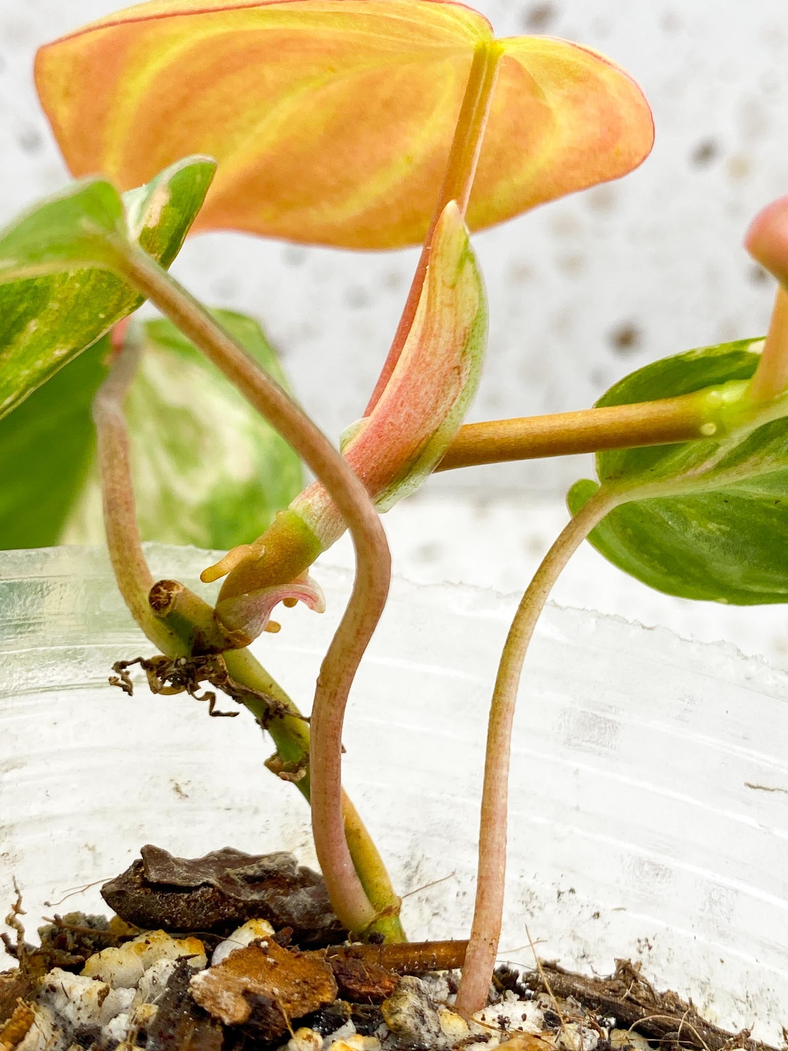 Philodendron Micans Variegated Multiple Leaves Multiple Nodes top cutting Rooted