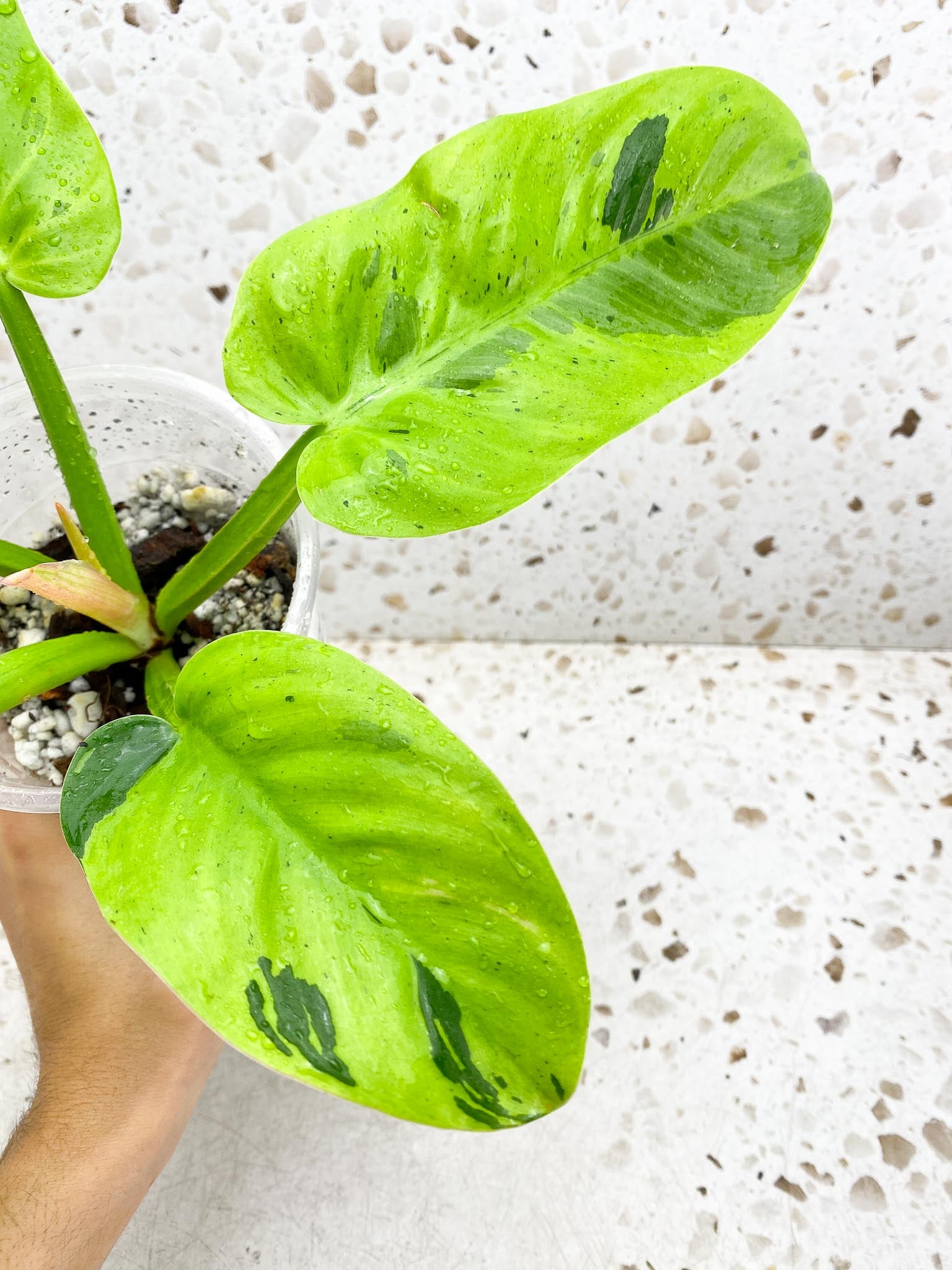 Philodendron Rauysap Variegated 5 Leaves Multiple Nodes 1 Sprout Top Cutting Rooted