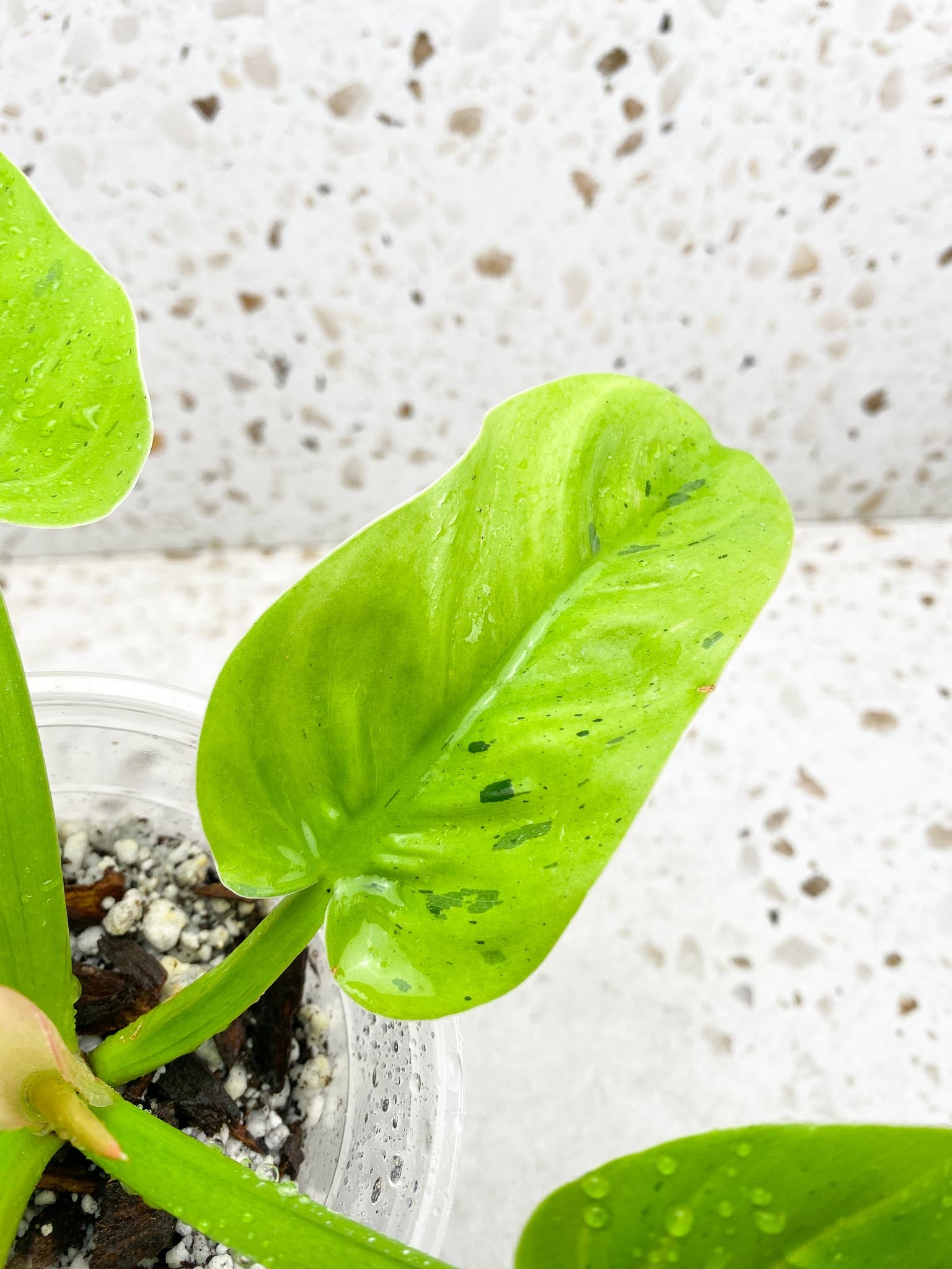 Philodendron Rauysap Variegated 5 Leaves Multiple Nodes 1 Sprout Top Cutting Rooted