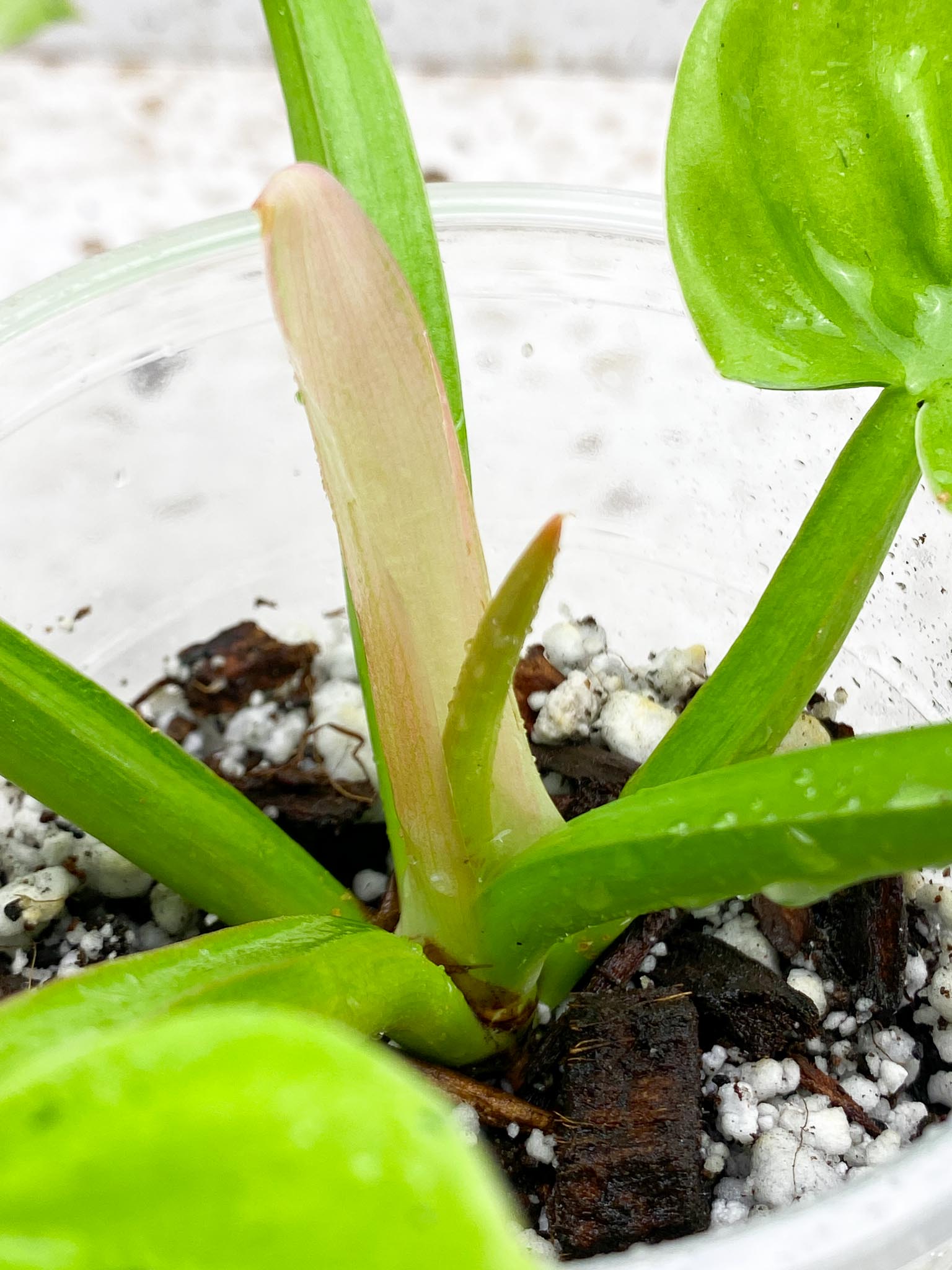 Philodendron Rauysap Variegated 5 Leaves Multiple Nodes 1 Sprout Top Cutting Rooted