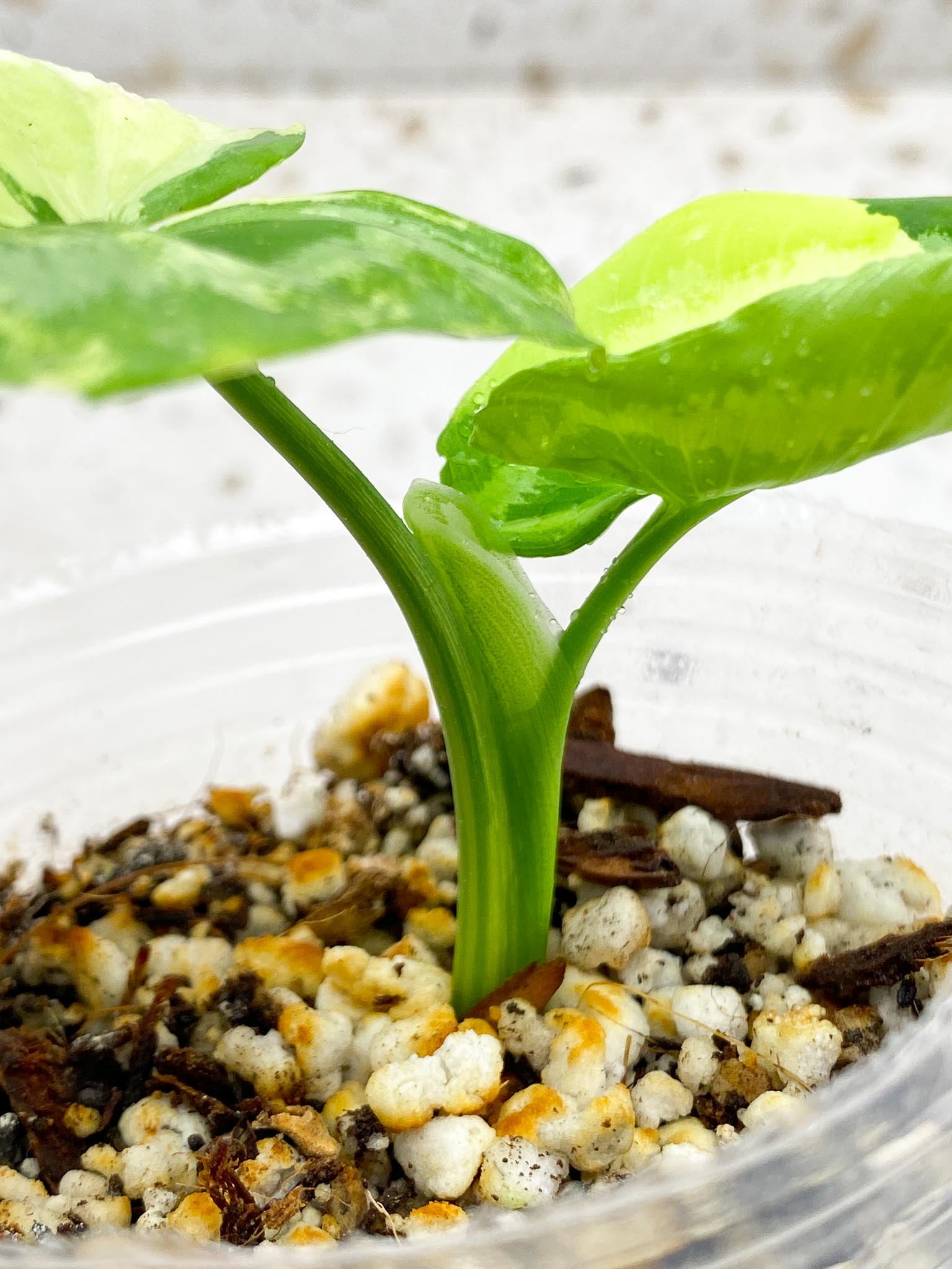 Schismatoglottis wallichii variegated 2 Leaves  2 Nodes  top cutting Rooted