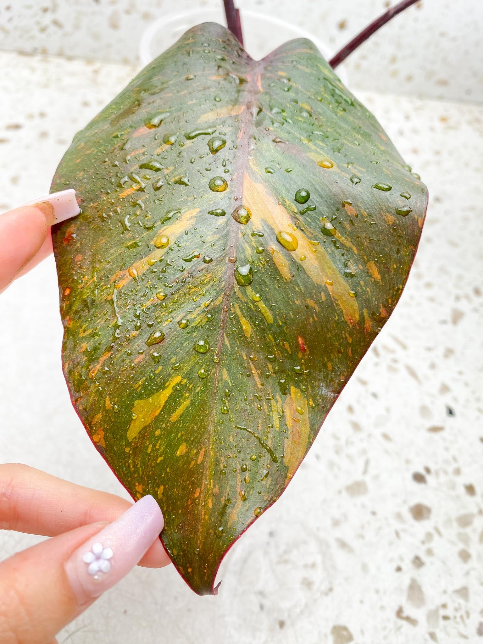 Philodendron Orange Princess Variegated 3 Leaves  3 Nodes  Rooted