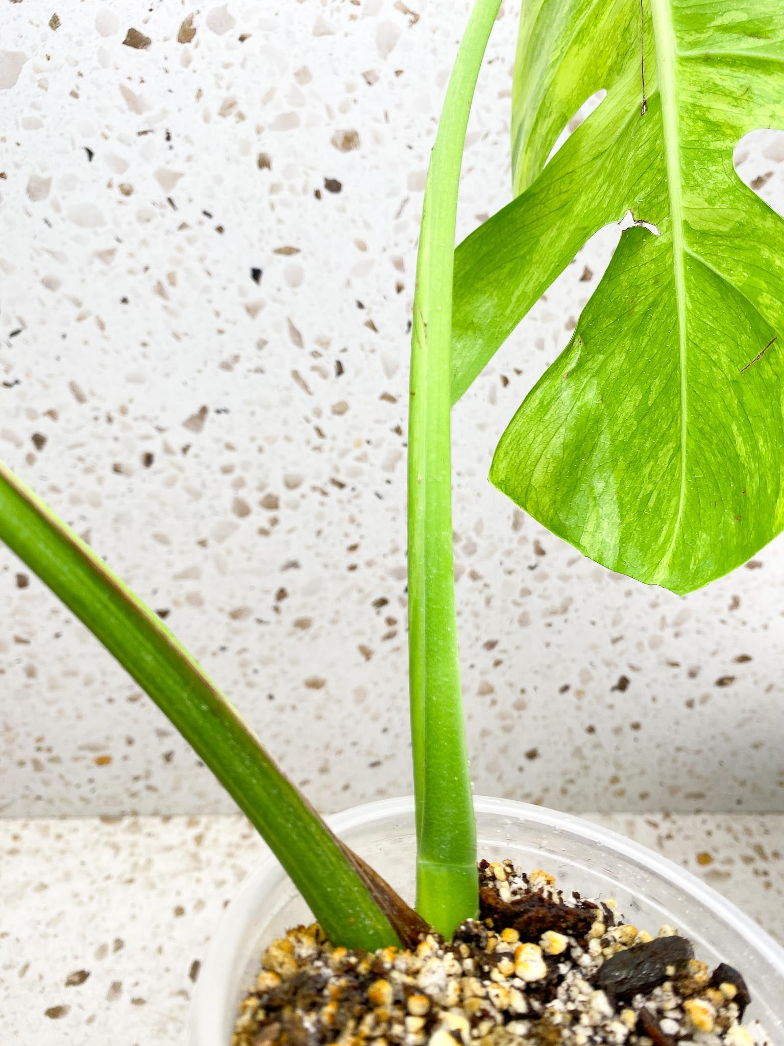 Monstera Aurea Tricolor Variegated 2 Leaves  2 Nodes  Rooted