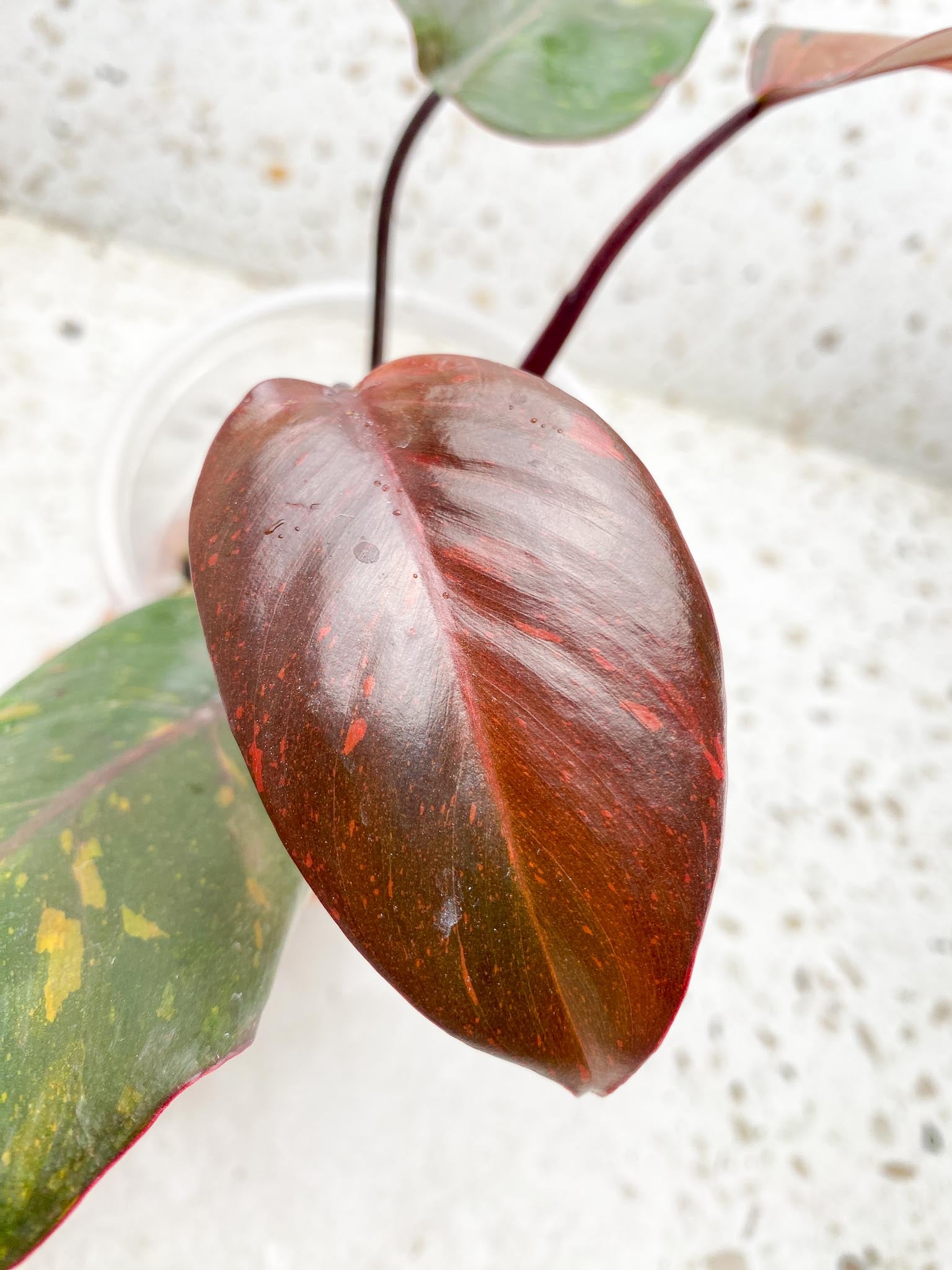 Philodendron Orange Princess Variegated 4 Leaves  4 Nodes  top cutting Rooted