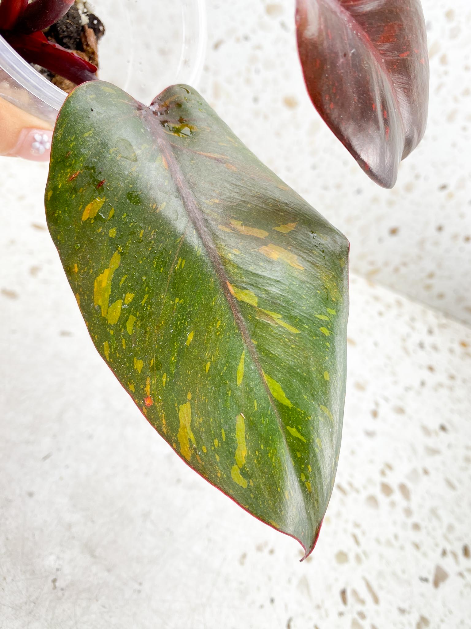 Philodendron Orange Princess Variegated 4 Leaves  4 Nodes  top cutting Rooted