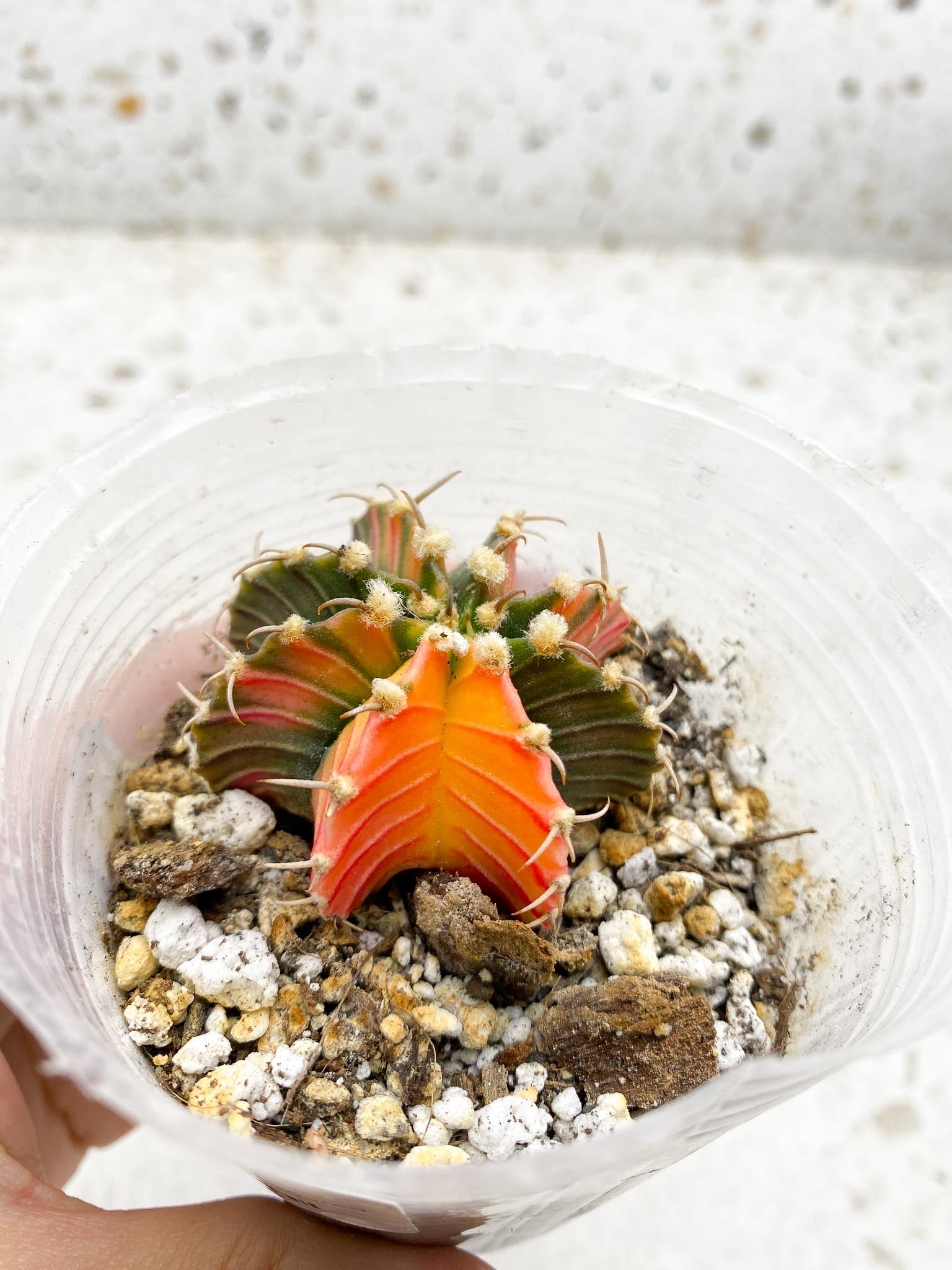 Gymnocalycium Mihanovichii Variegated