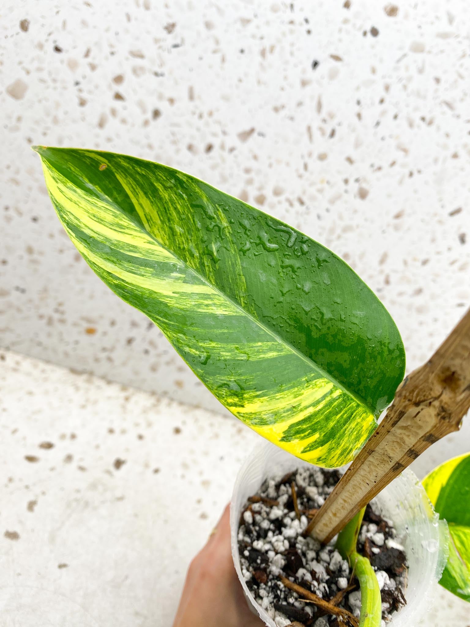 Epipremnum Giganteum Aurea Variegated mother plant Showcase only