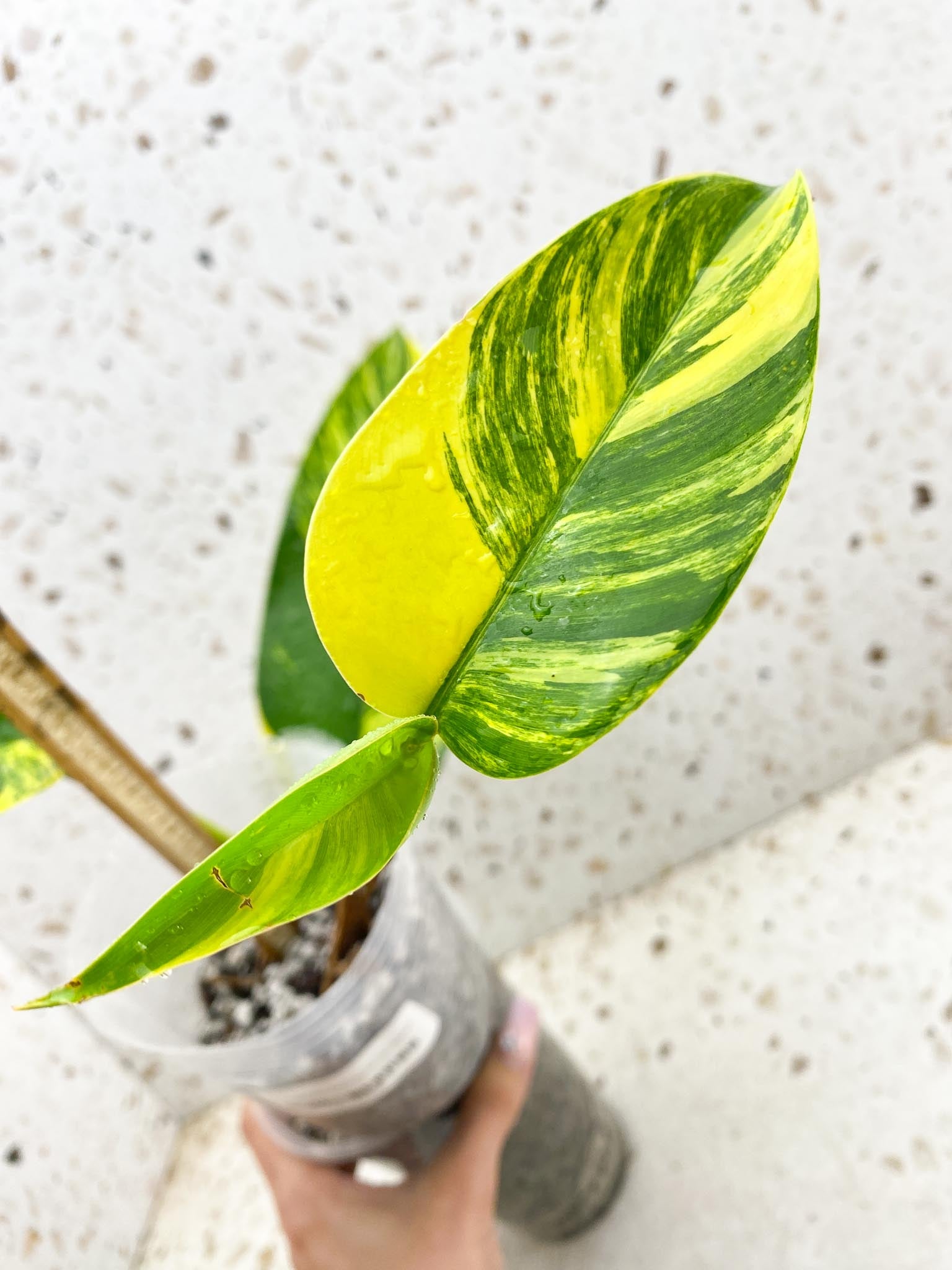 Epipremnum Giganteum Aurea Variegated mother plant Showcase only