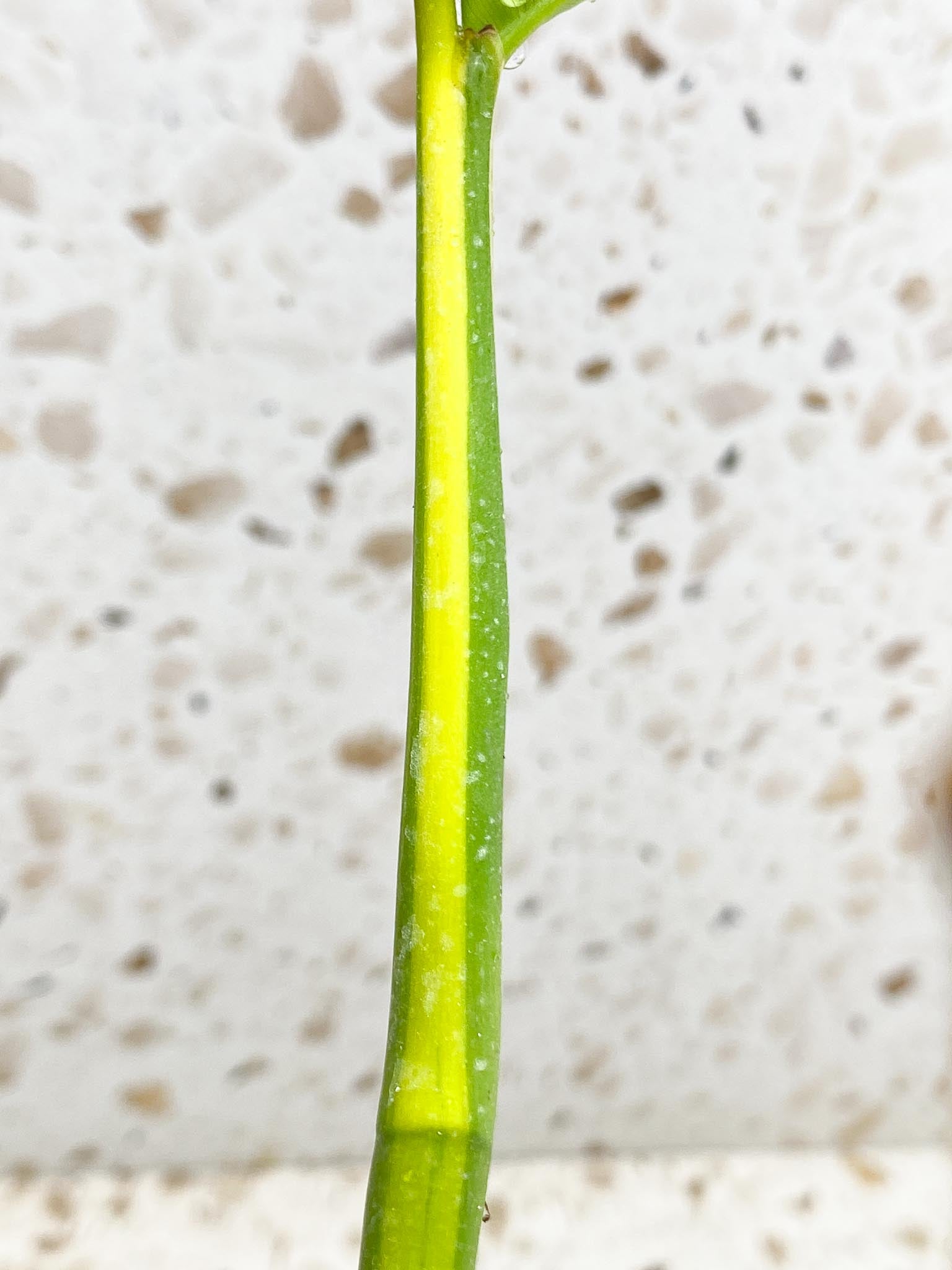 Epipremnum Giganteum Aurea Variegated mother plant Showcase only