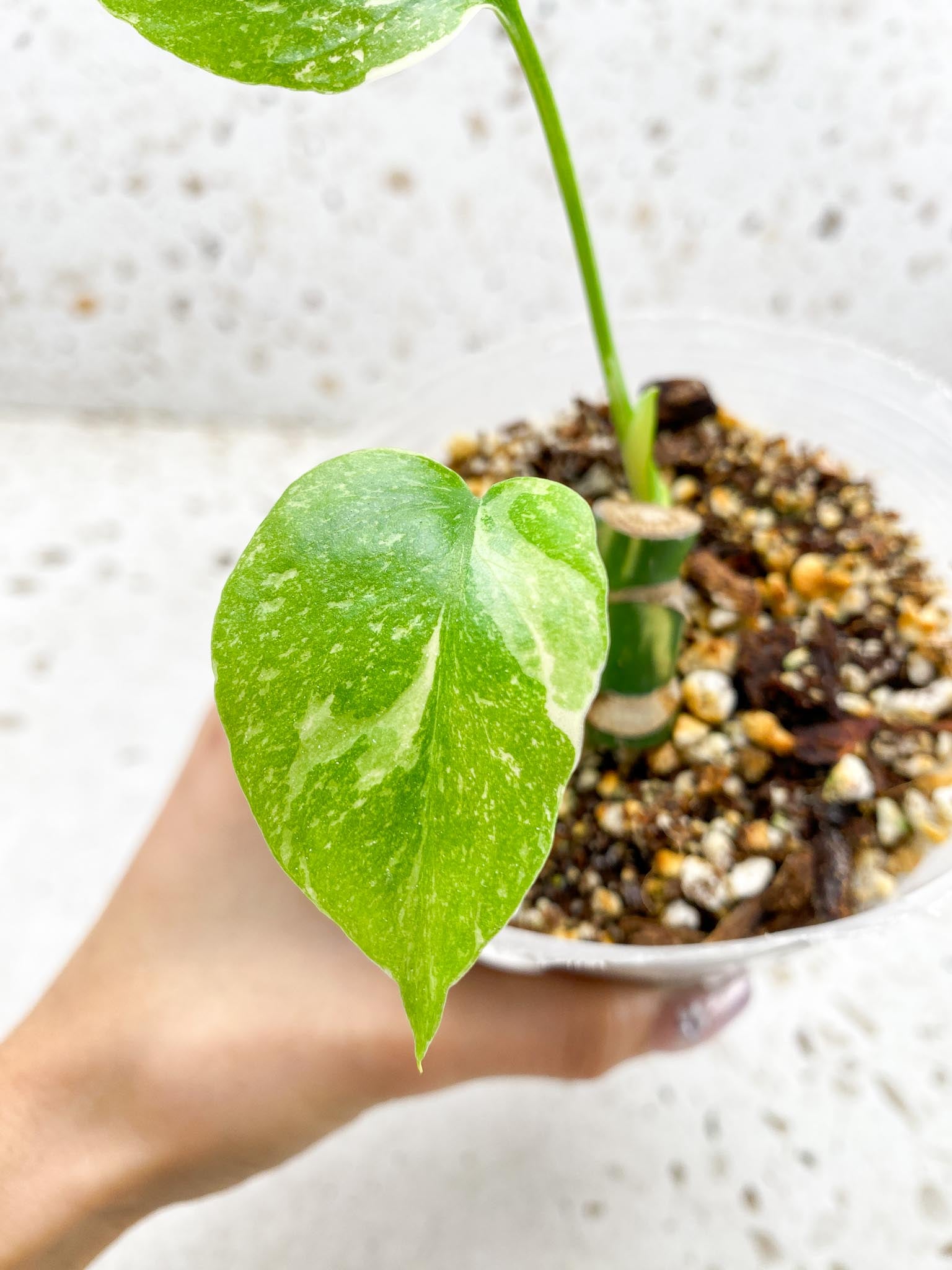 Monstera Thai Constellation 2 Leaves  3 Nodes  1 Sprout Rooted