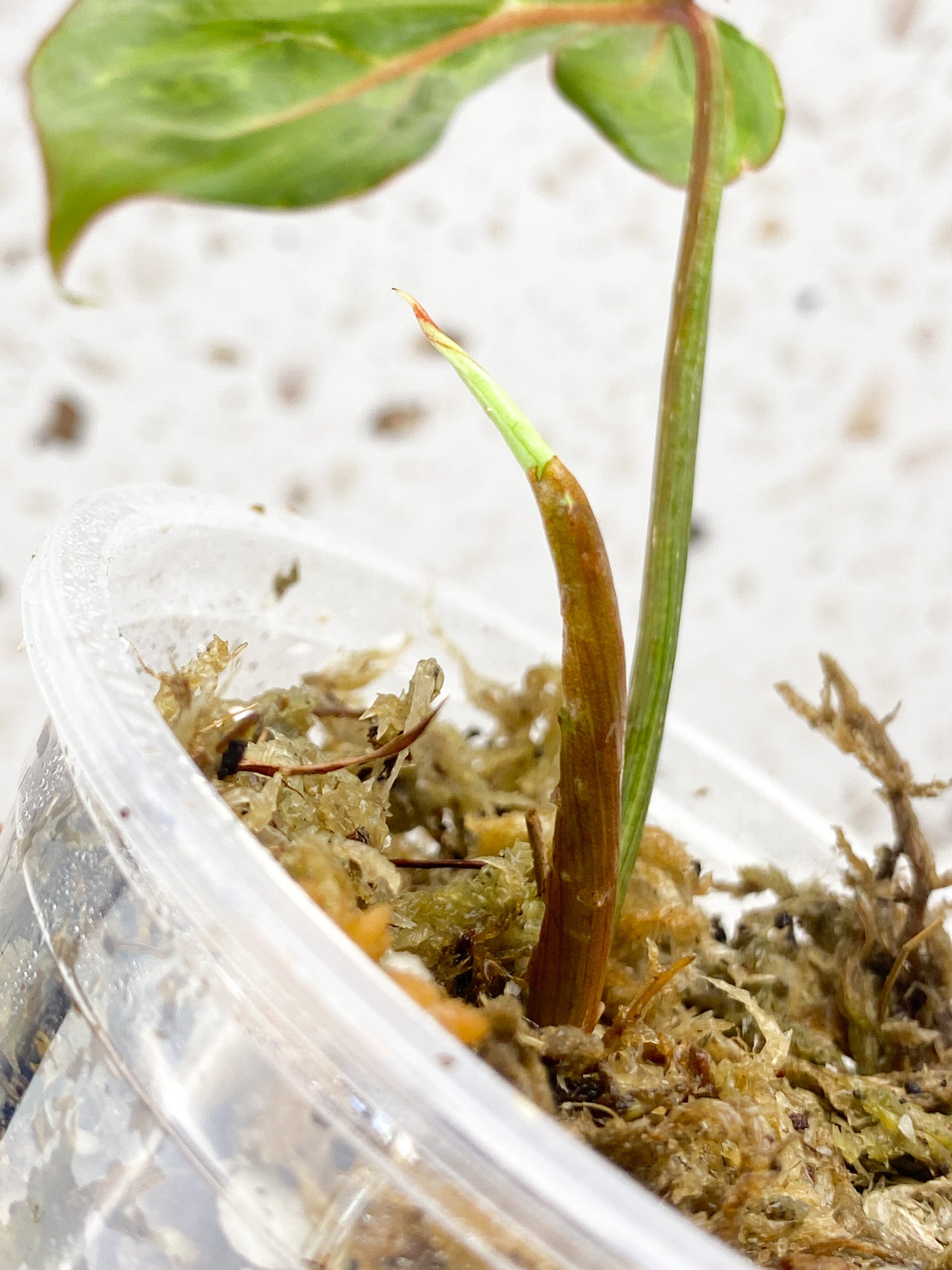 Philodendron Gloriosum Variegated (Mutation) 1 leaf 1 sprout top cutting