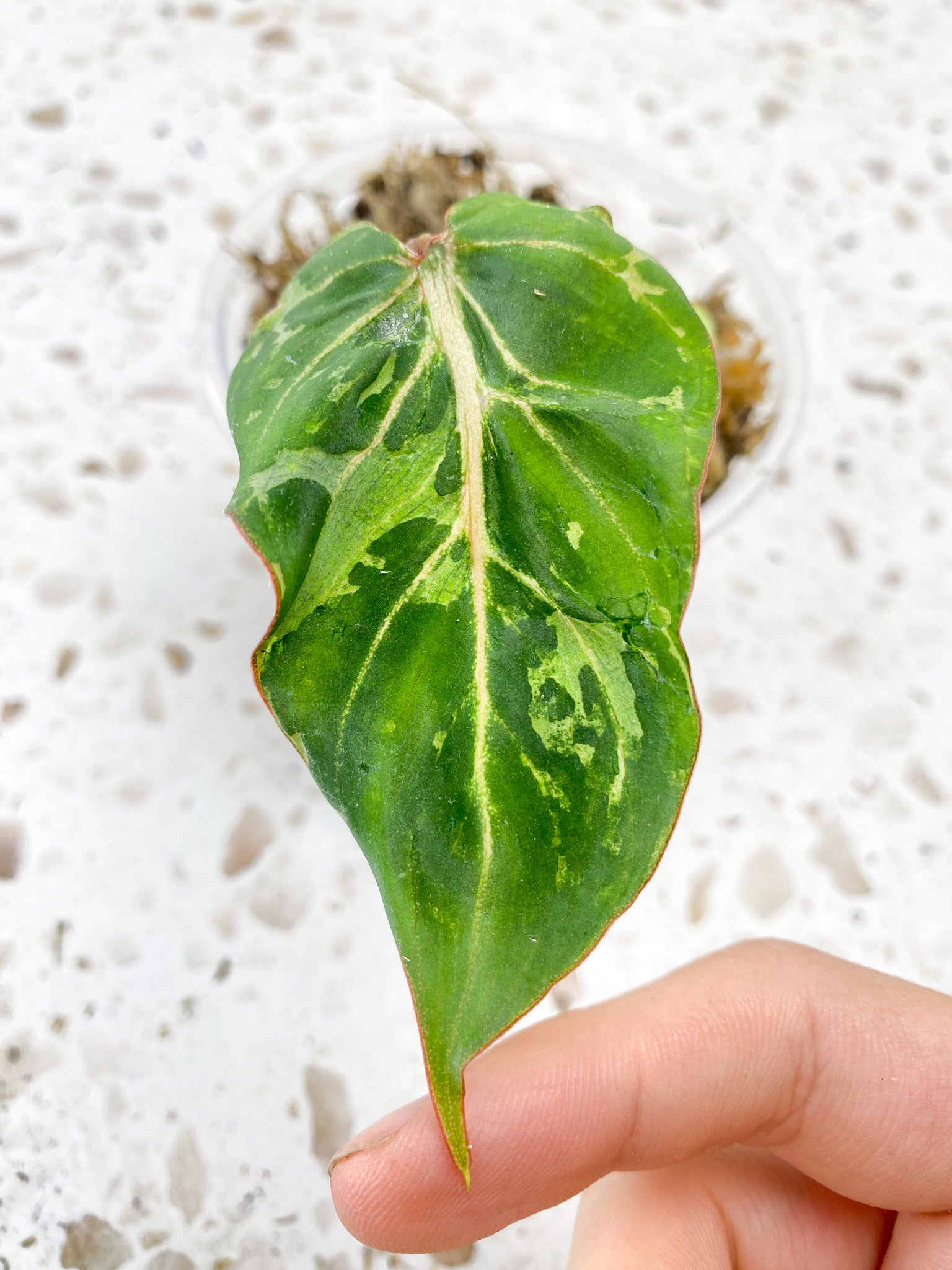 Philodendron Gloriosum Variegated (Mutation) 1 leaf 1 sprout top cutting