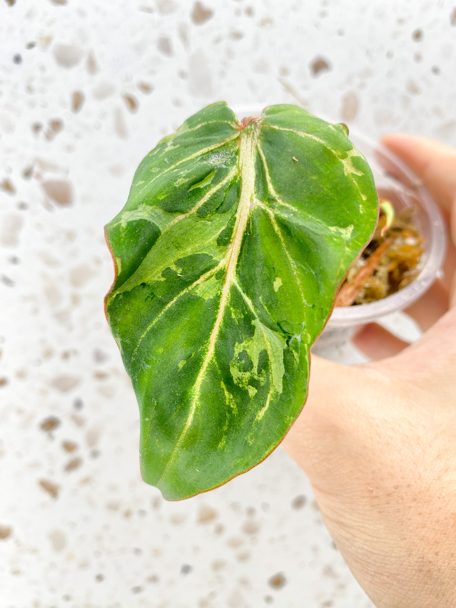 Philodendron Gloriosum Variegated (Mutation) 1 leaf 1 sprout top cutting