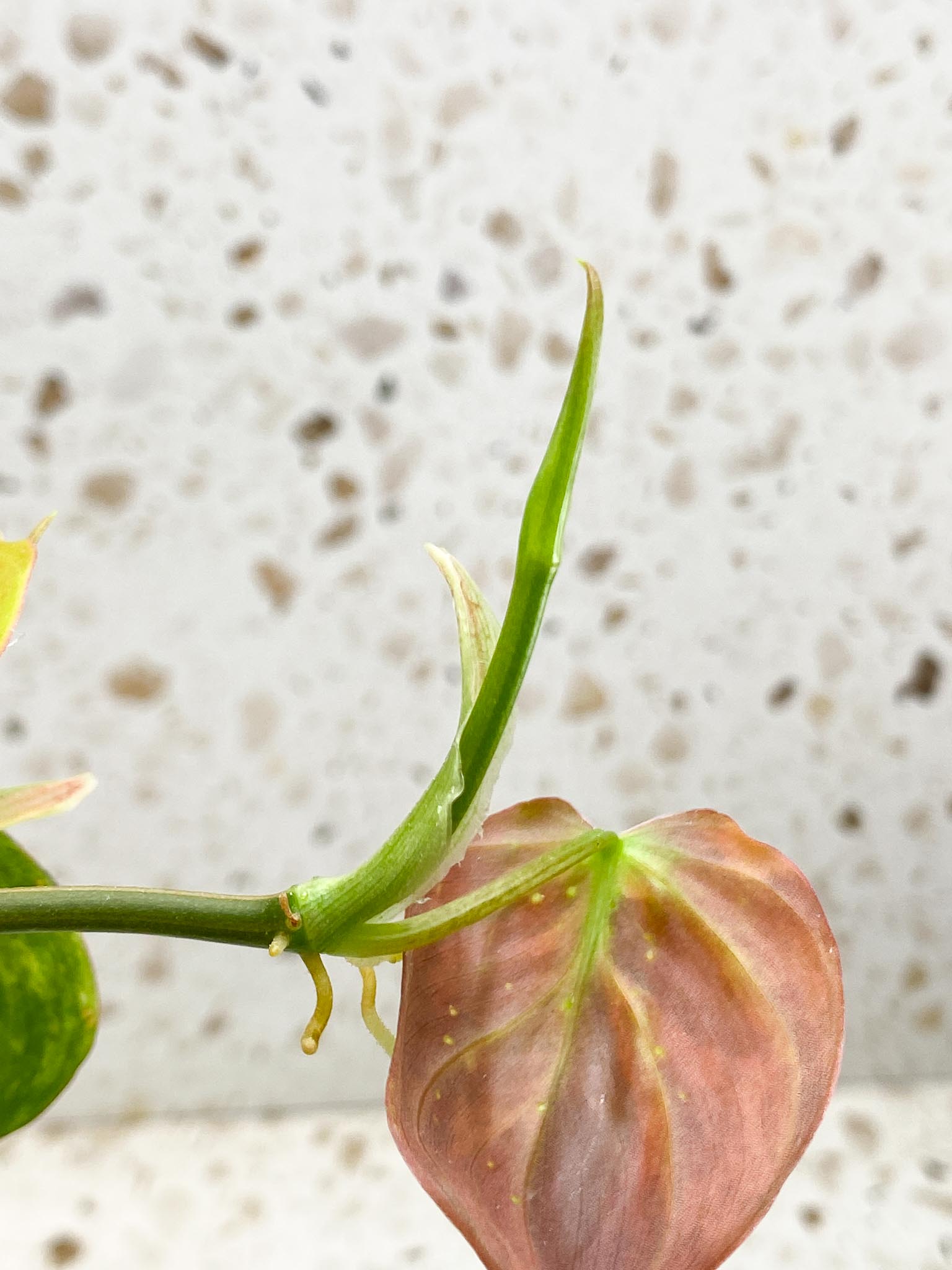 Philodendron Micans Variegated Multiple leaves Multiple Nodes 2 Sprout Highly Variegated Mother plant