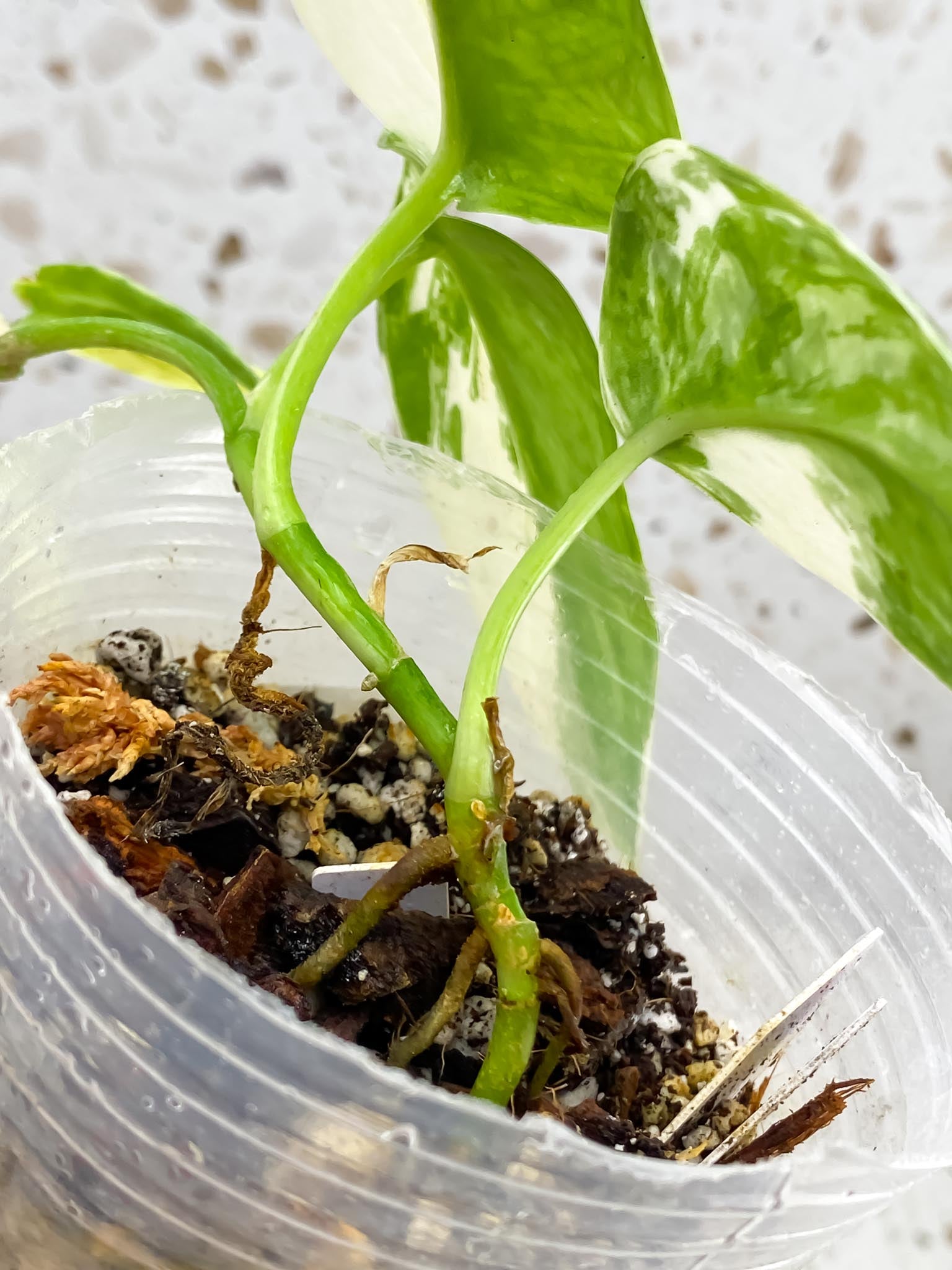 Scindapsus Mayari Variegated Multiple Leaves Multiple nodes 1 Sprout top cutting Rooted