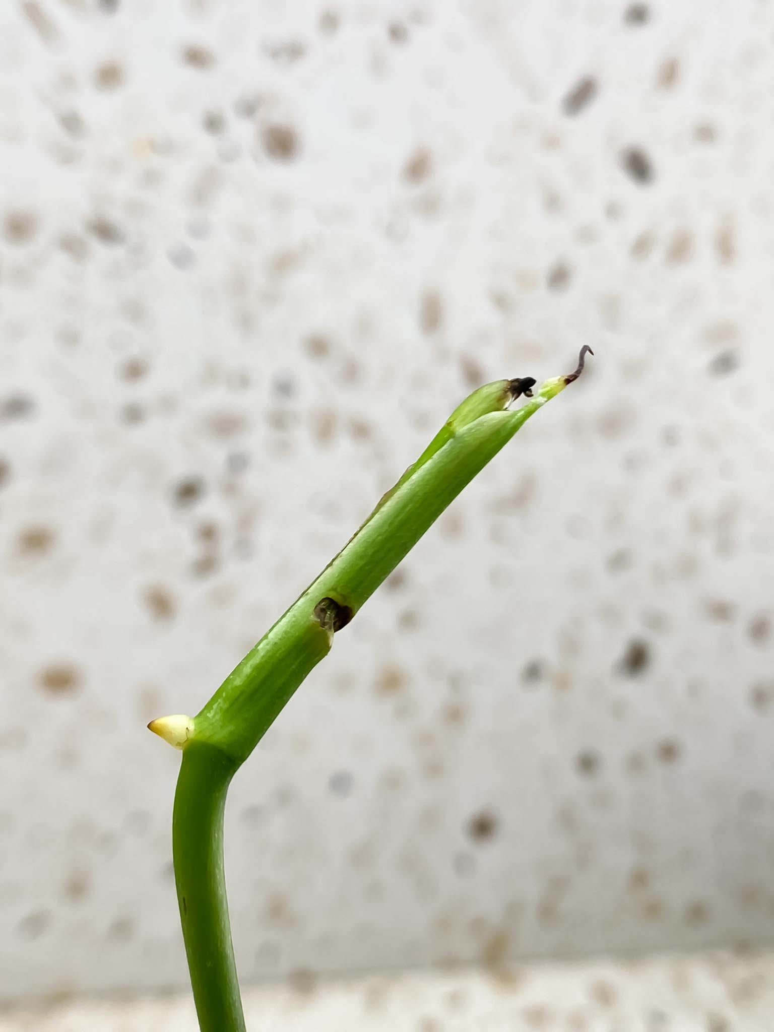 Monstera Obliqua aff El Coca 1 Leaf Multiple Nodes 1 Growing Bud 1 Sprout Rooted