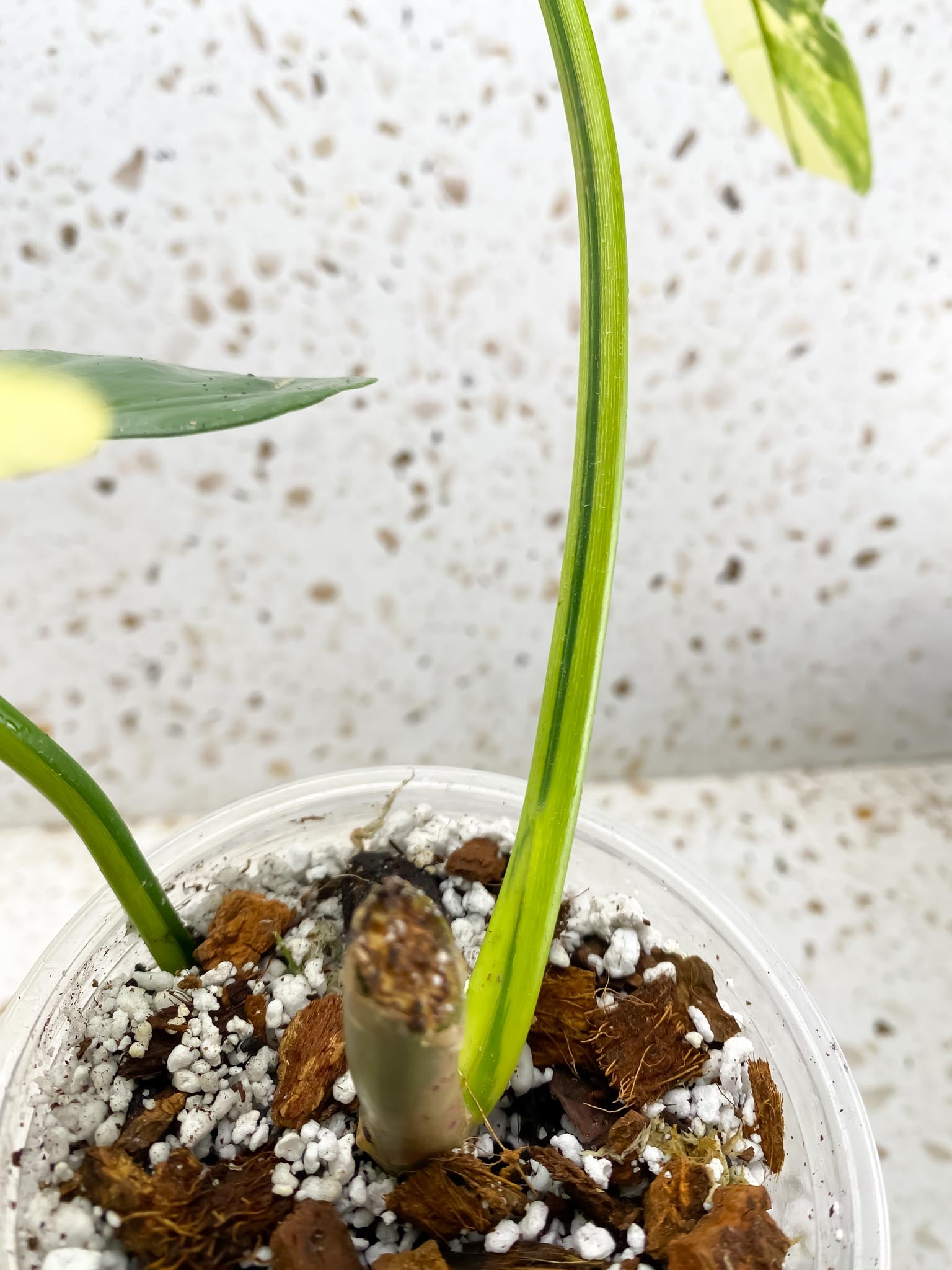 Philodendron Bipennifolium Variegated 2 Leaves  2 Nodes  Rooted