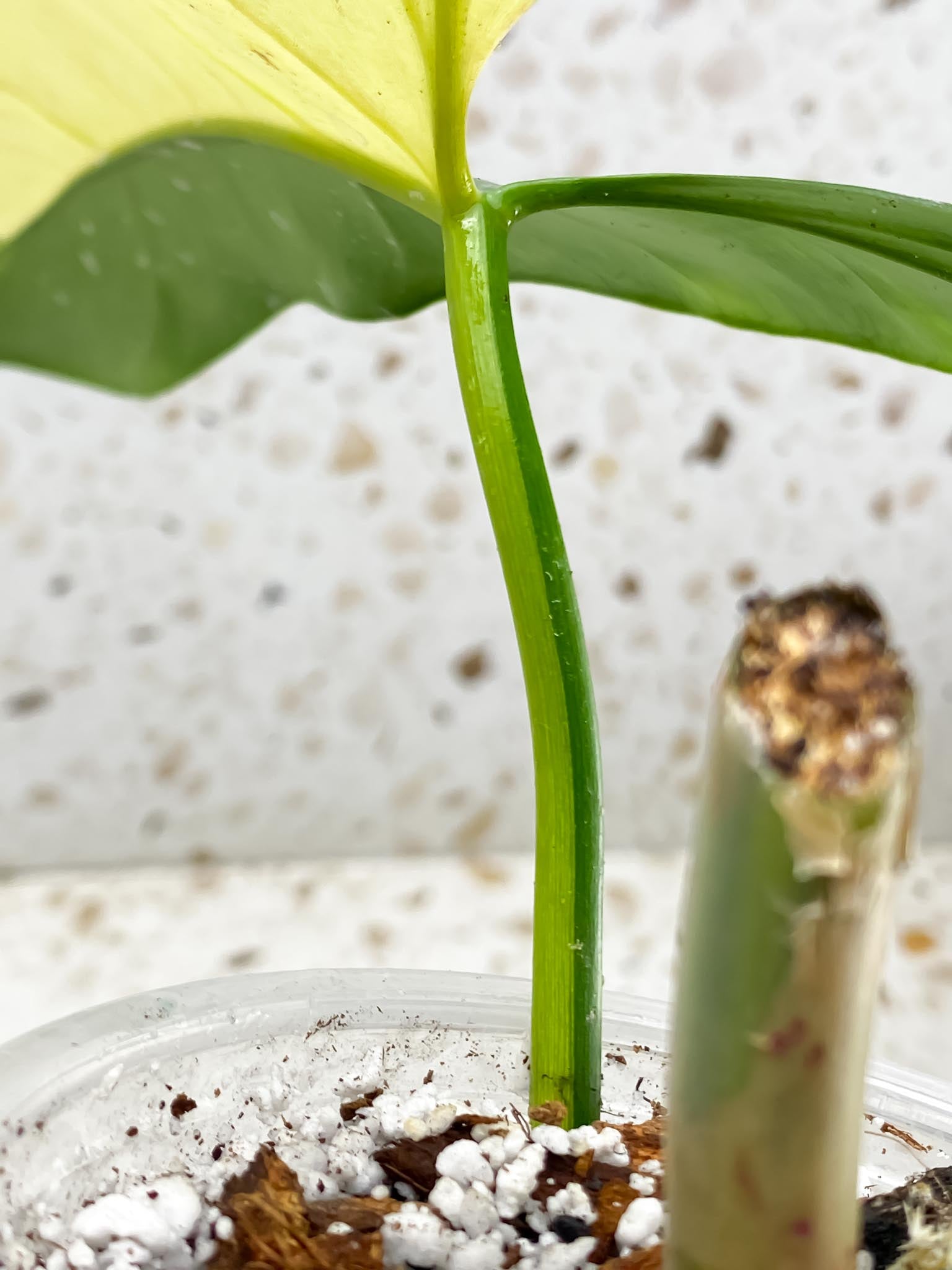 Philodendron Bipennifolium Variegated 2 Leaves  2 Nodes  Rooted