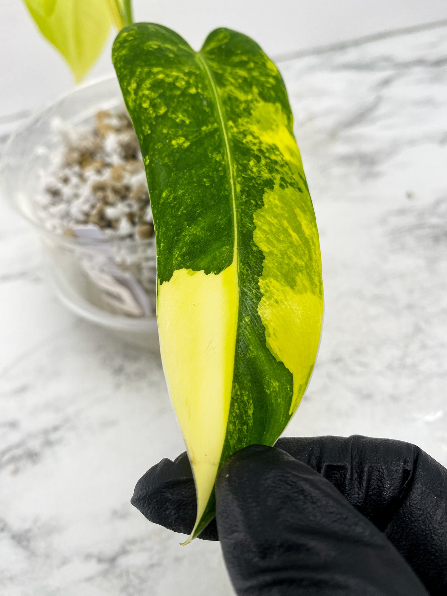 Philodendron Domesticum Variegated 2 leaf 1 shoot top cutting