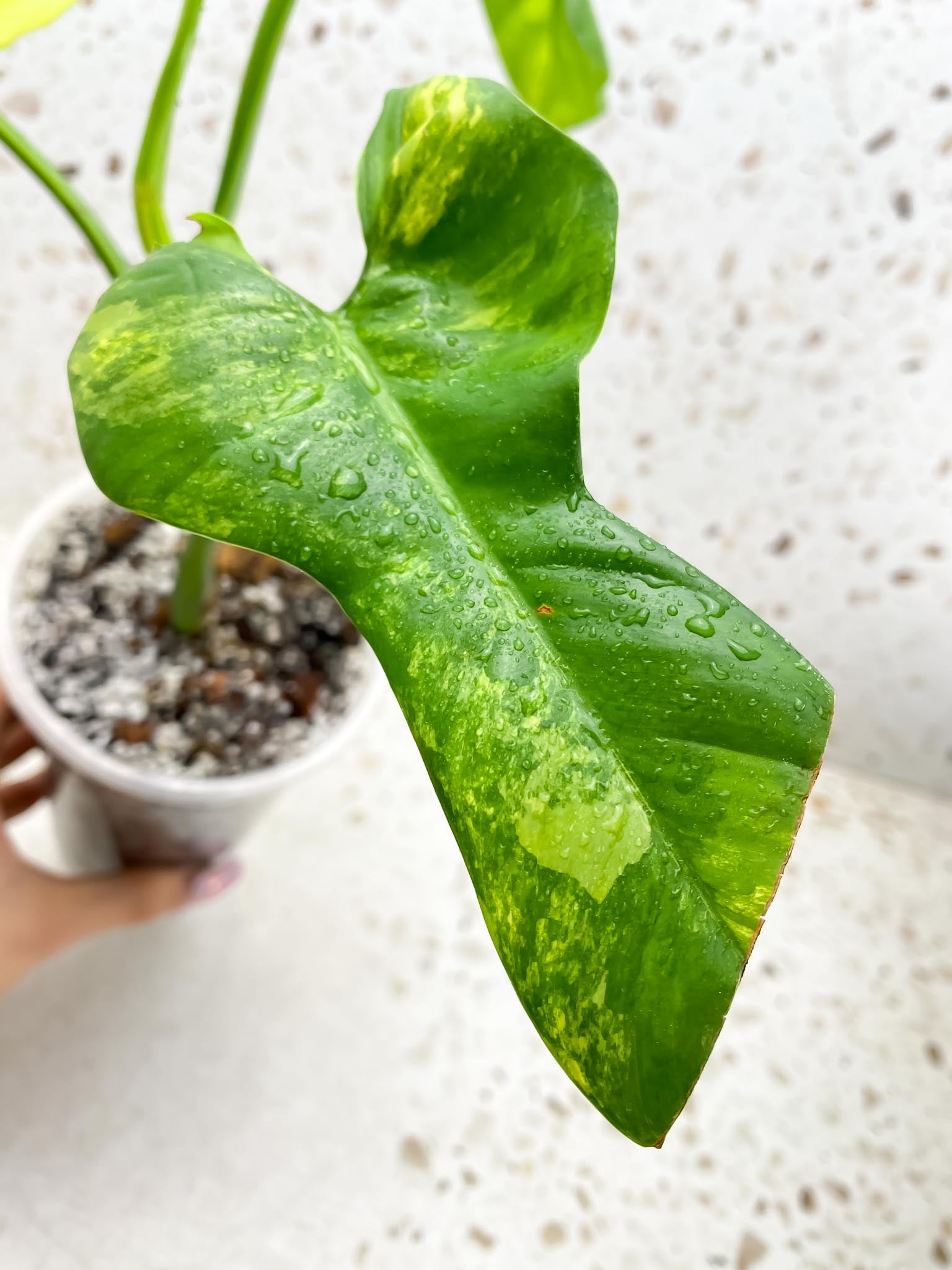 Philodendron Bipennifolium Variegated 3 Leaves  3 Nodes  1 Growing Bud 1 Sprout Rooted