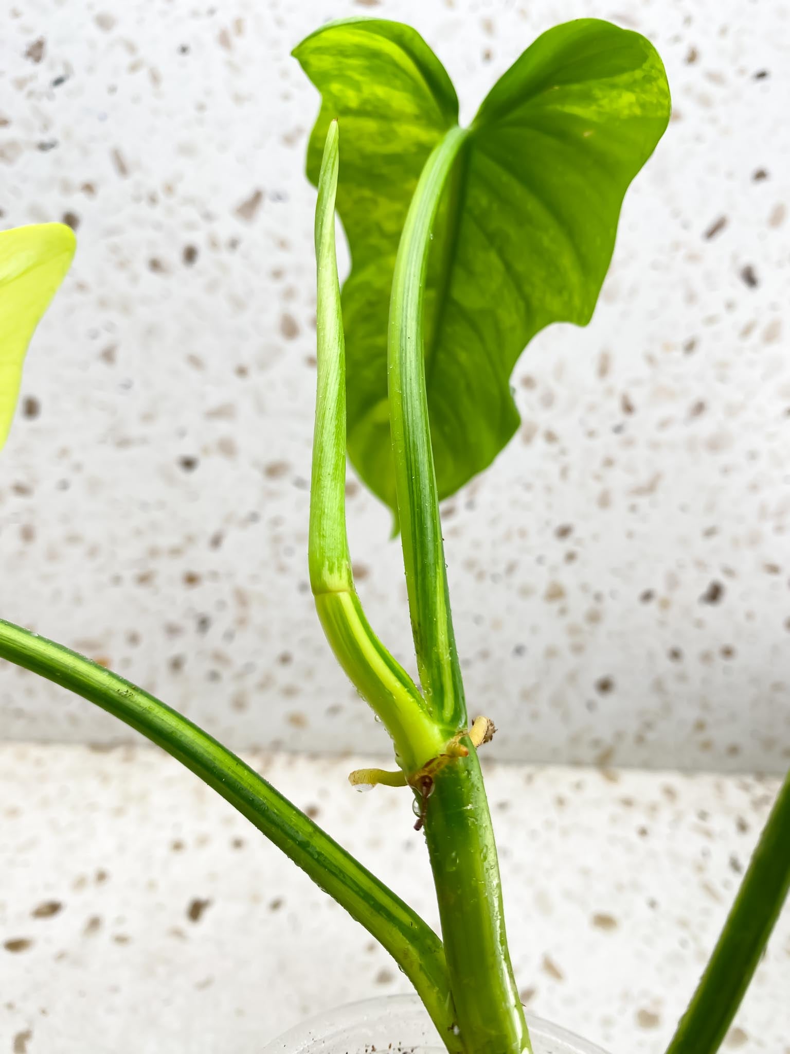 Philodendron Bipennifolium Variegated 3 Leaves  3 Nodes  1 Growing Bud 1 Sprout Rooted