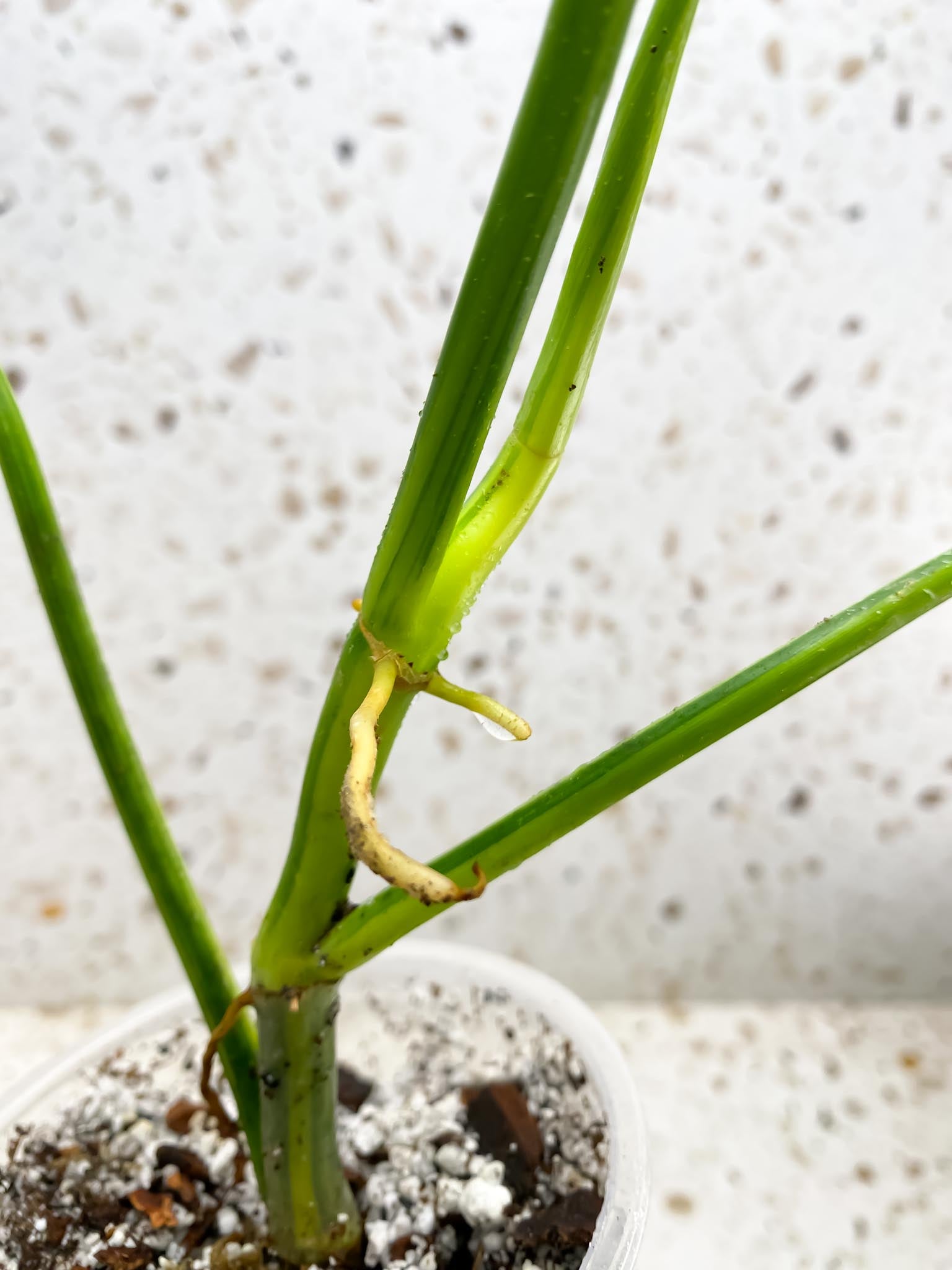 Philodendron Bipennifolium Variegated 3 Leaves  3 Nodes  1 Growing Bud 1 Sprout Rooted