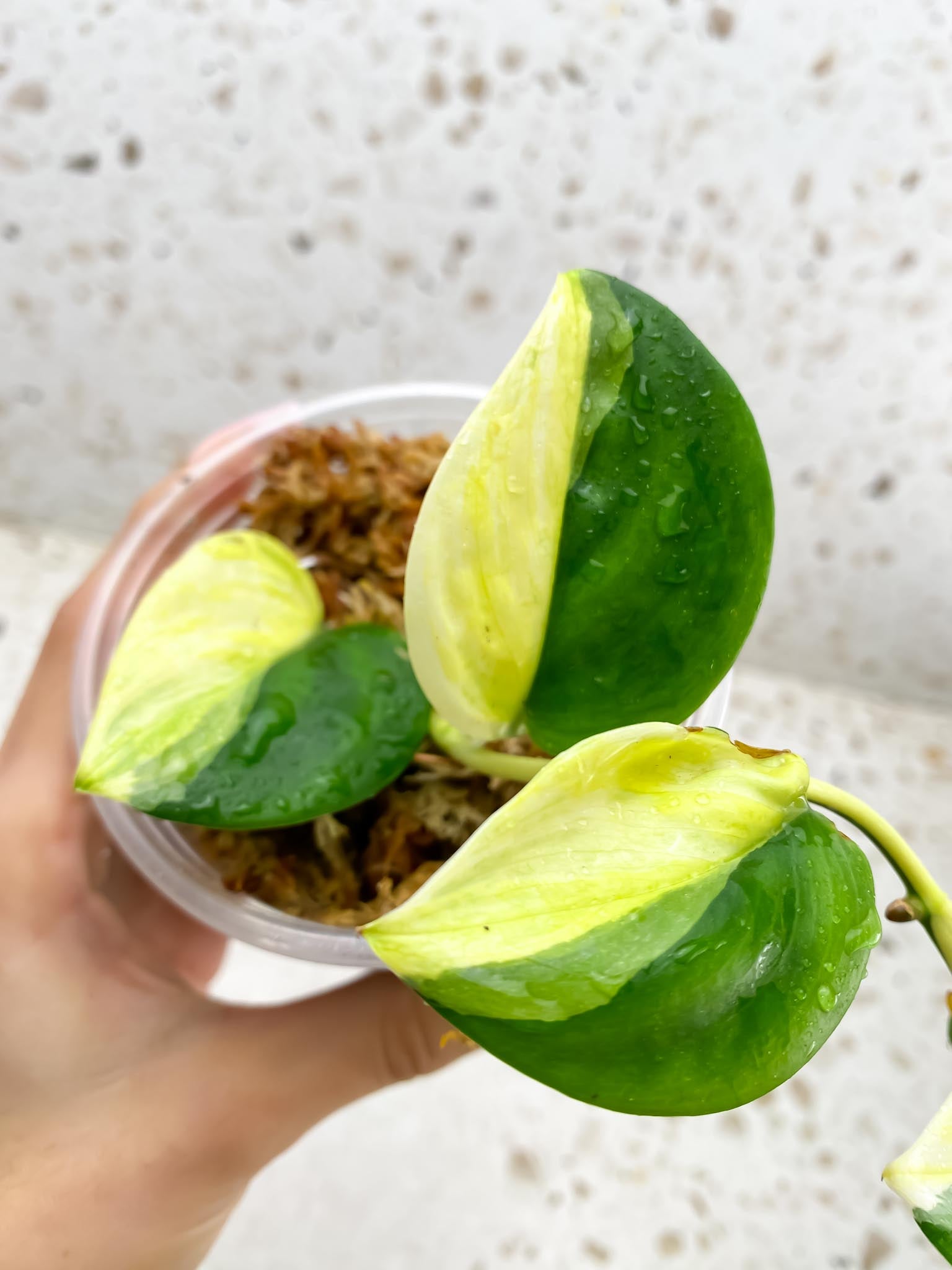 Scindapsus moonlight tricolor Variegated Multiple Leaves Multiple Nodes Rooted Mother Plant