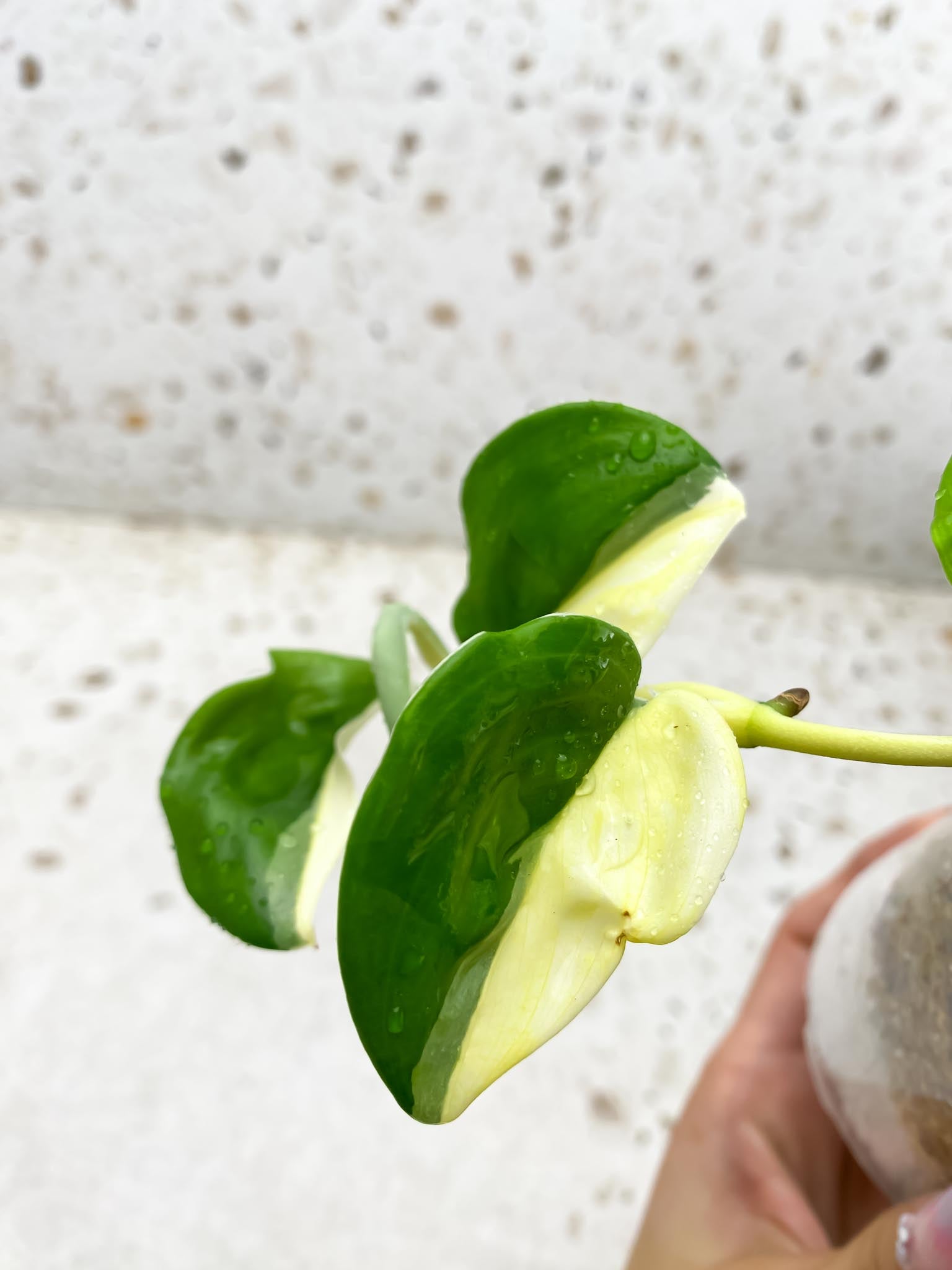 Scindapsus moonlight tricolor Variegated Multiple Leaves Multiple Nodes Rooted Mother Plant