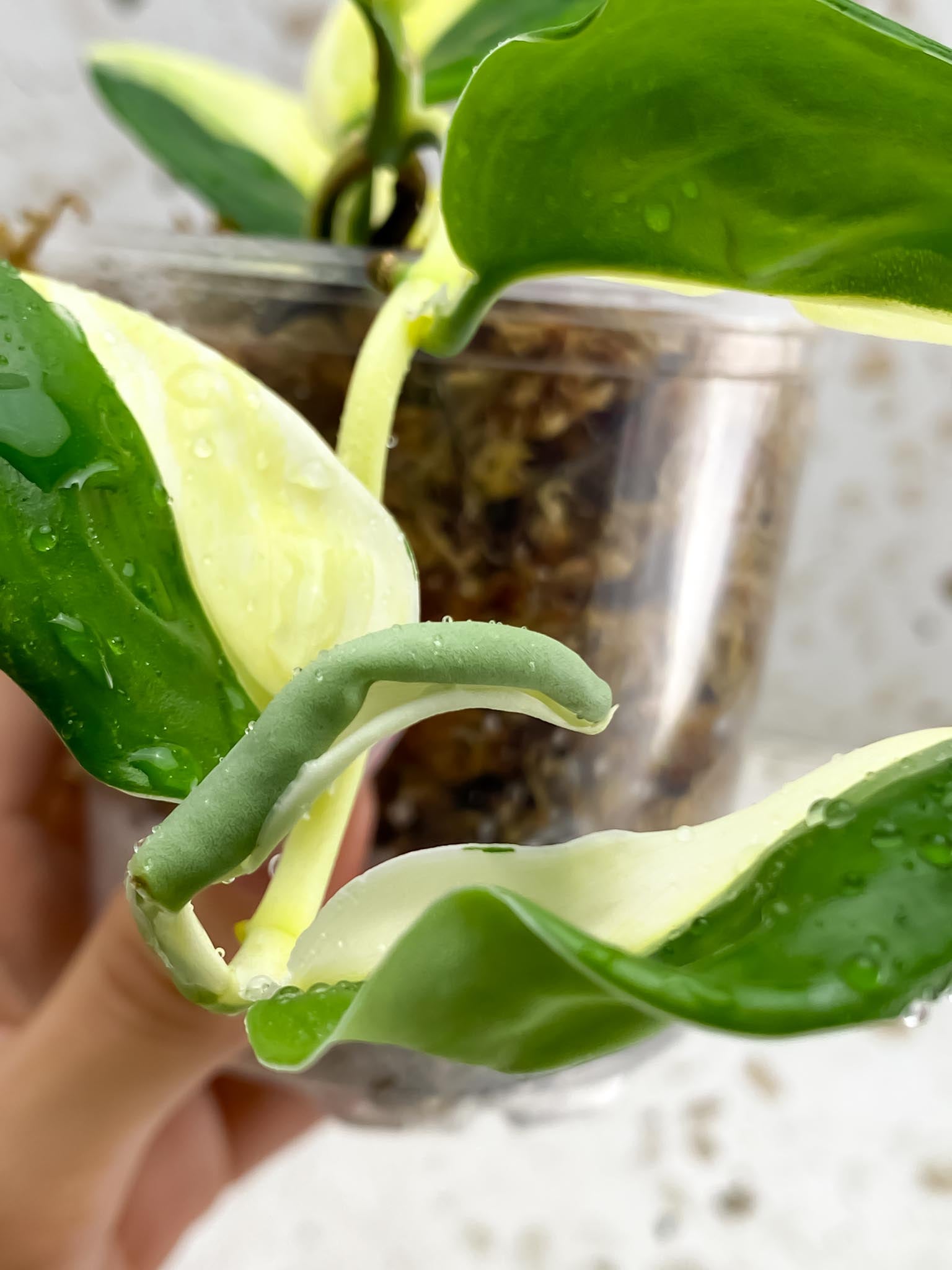 Scindapsus moonlight tricolor Variegated Multiple Leaves Multiple Nodes Rooted Mother Plant