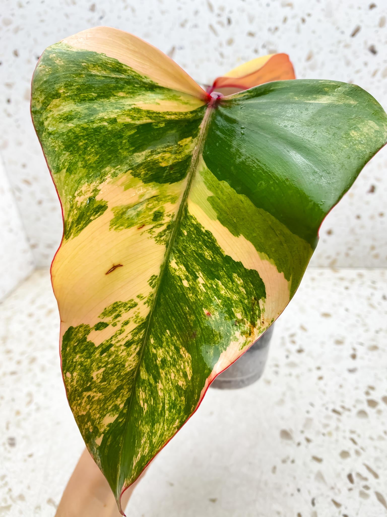 Philodendron Strawberry Shake 2 Leaves  2 Nodes  Rooted