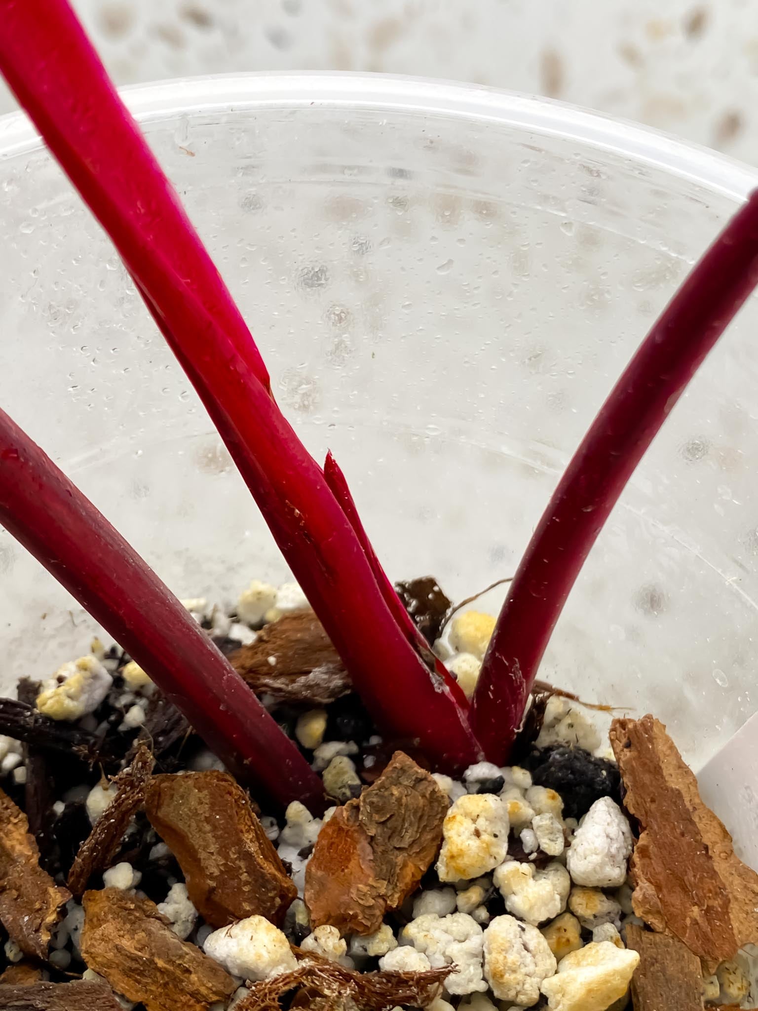 Philodendron Strawberry Shake 2 Leaves  2 Nodes  Rooted