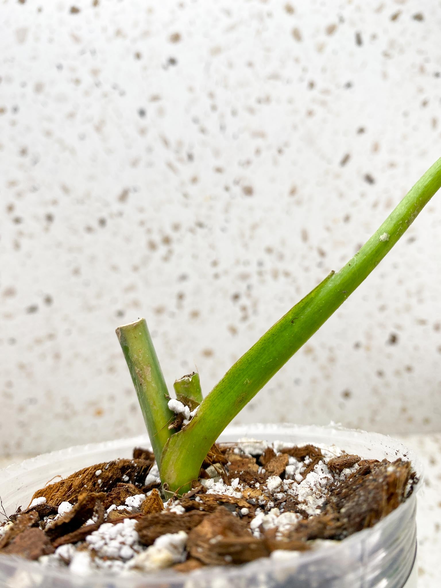 Philodendron Domesticum Variegated 1 Leaf 1 Node