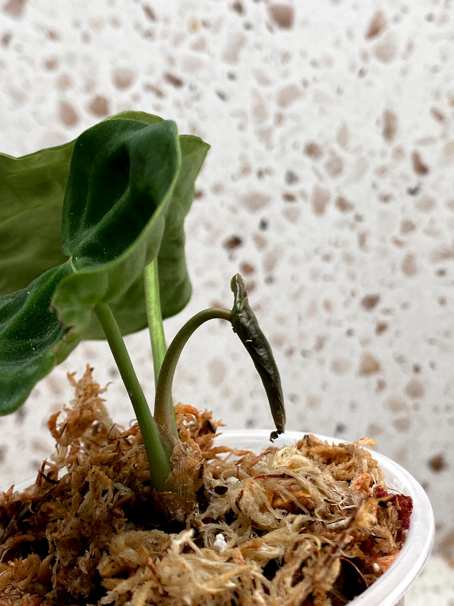 Anthurium Forgetii X Pappillilaminum 3 Leaves  3 Nodes