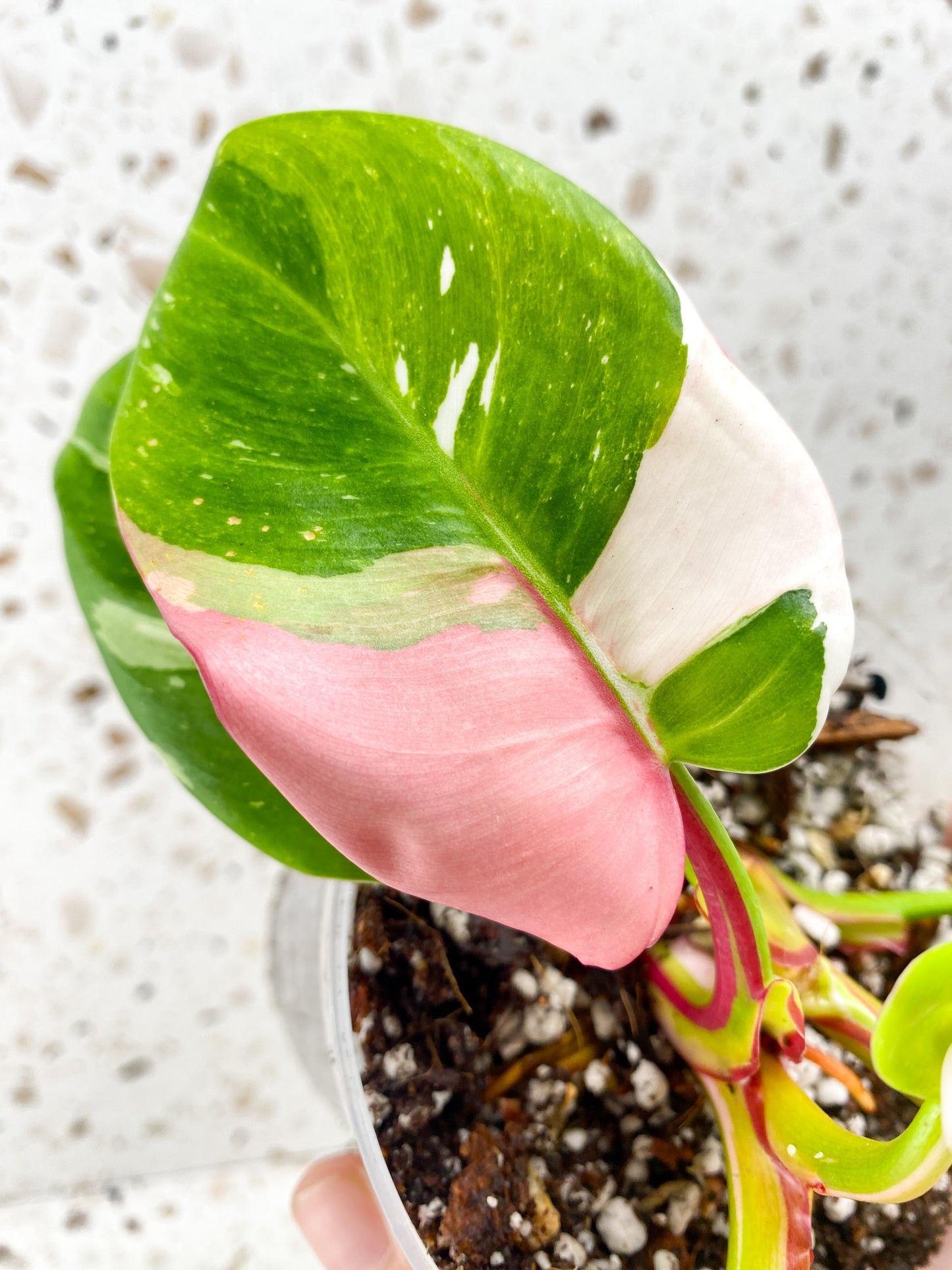 Philodendron White Princess Tricolor multiple leaf top cutting