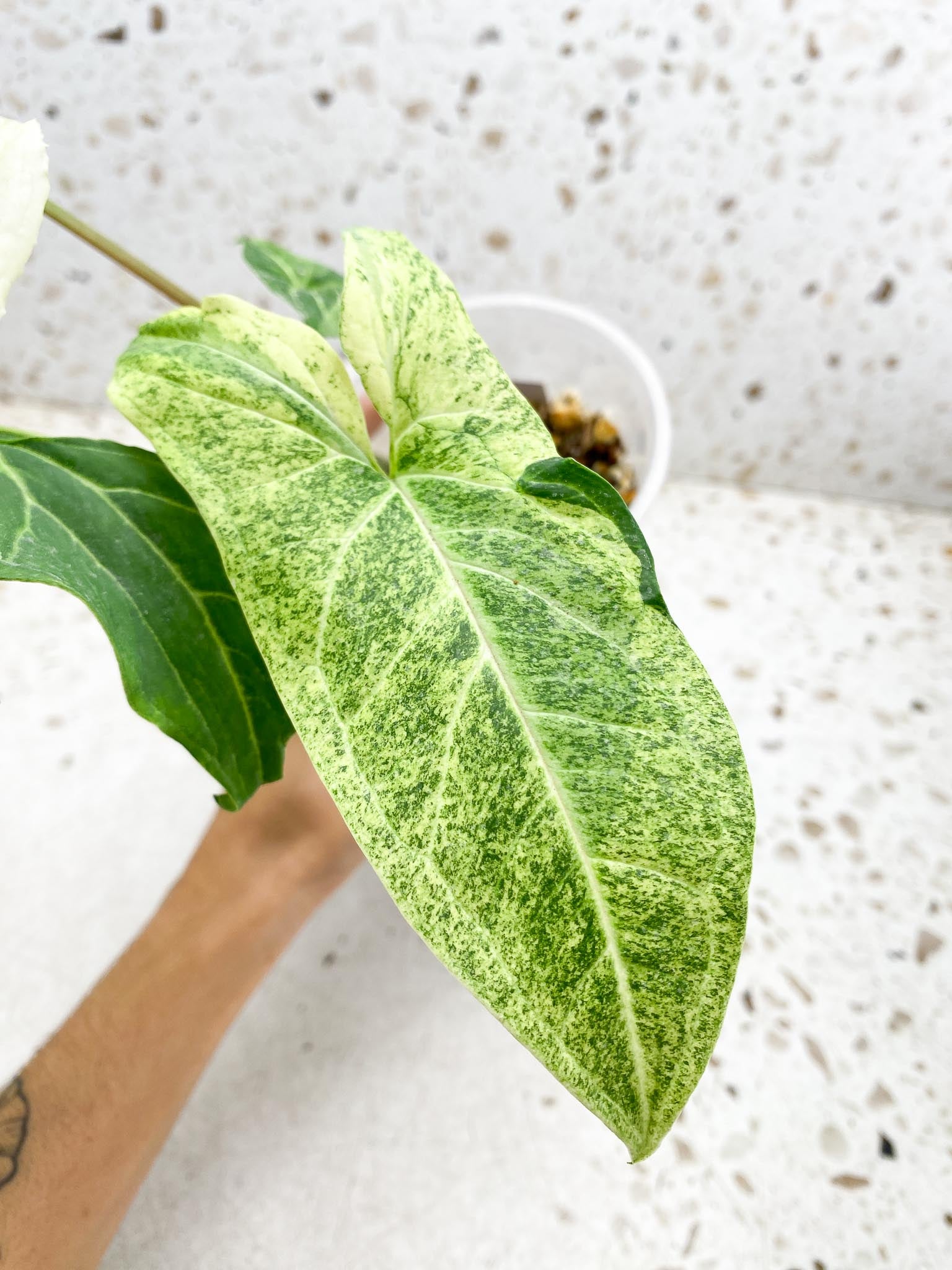 Syngopnium Batik Variegated Mint  4 Leaves  4 Nodes  Top Cutting Rooted