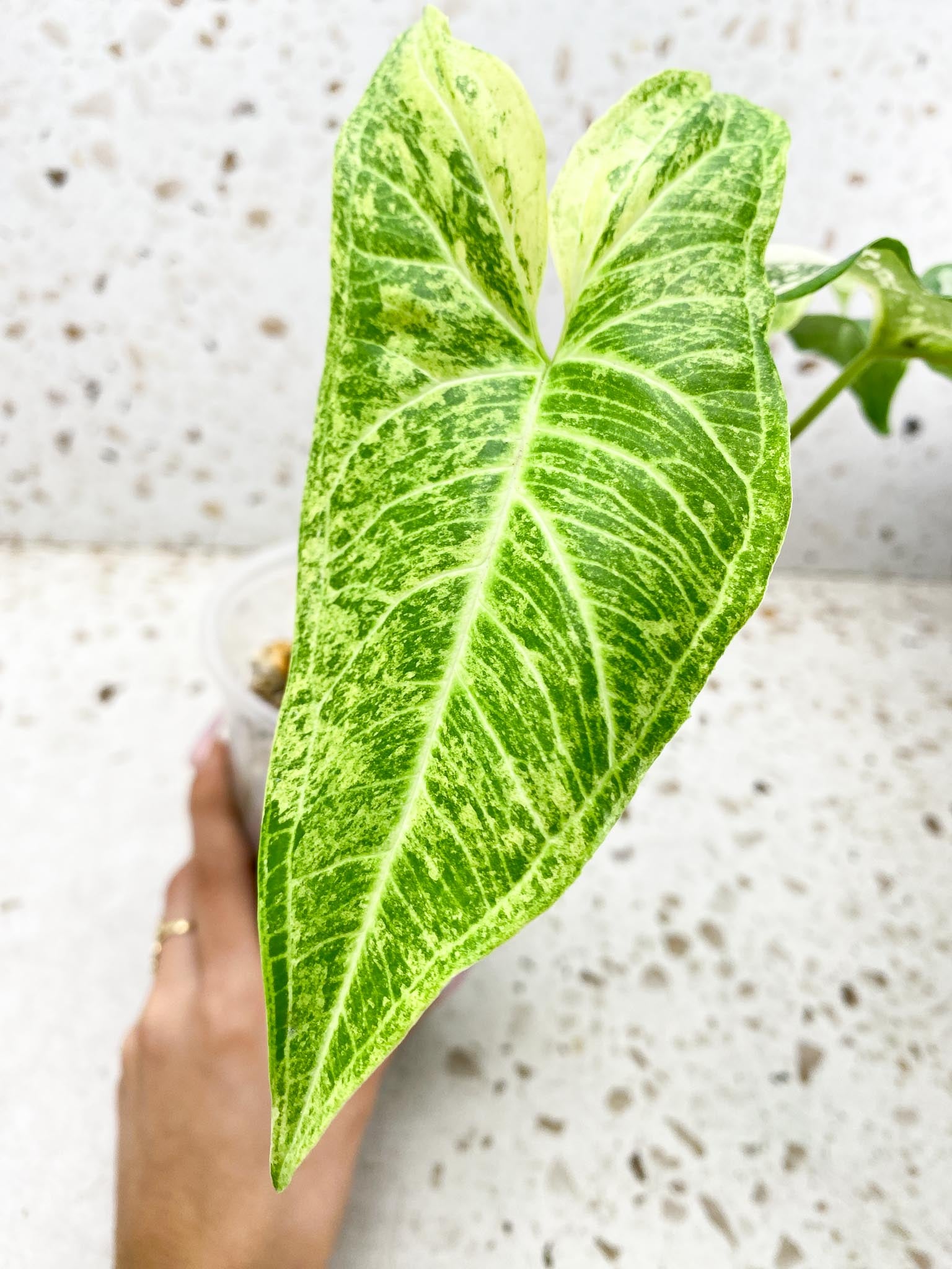 Syngopnium Batik Variegated Mint  4 Leaves  4 Nodes  Top Cutting Rooted