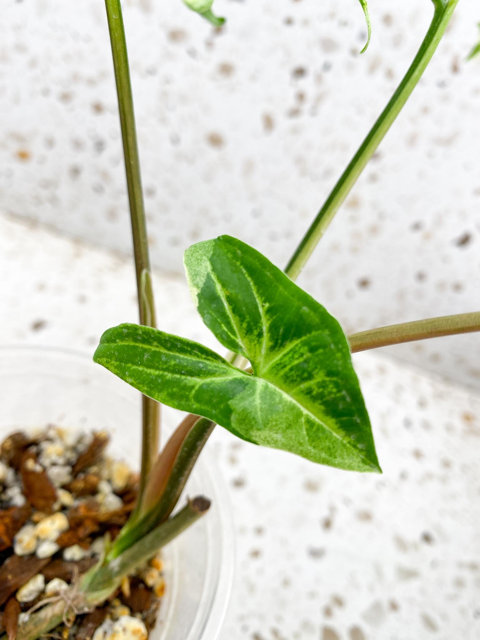 Syngopnium Batik Variegated Mint  4 Leaves  4 Nodes  Top Cutting Rooted