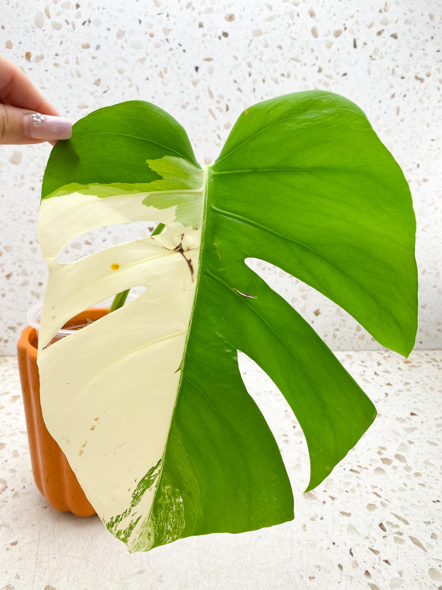 *Monstera albo Japanese White Tiger 1 Leaf 1 Node Sectoral Variegated   Rooted