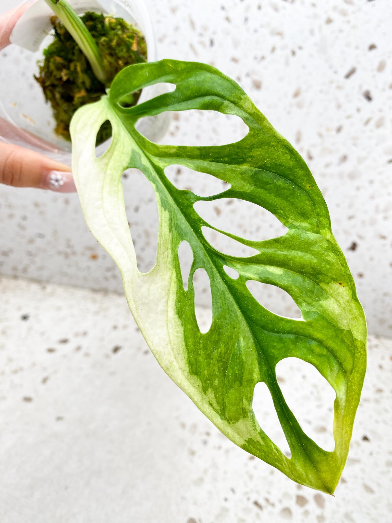 *Monstera Adansonii Albo Tricolor 2 Leaves  2 Nodes  1 Sprout Rooted