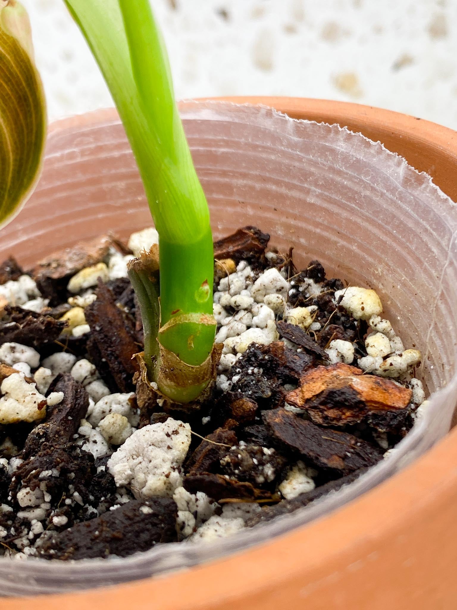 *Philodendron Melanochrysum Variegated 2 Leaves  4 Nodes  1 Growing Bud Rooted