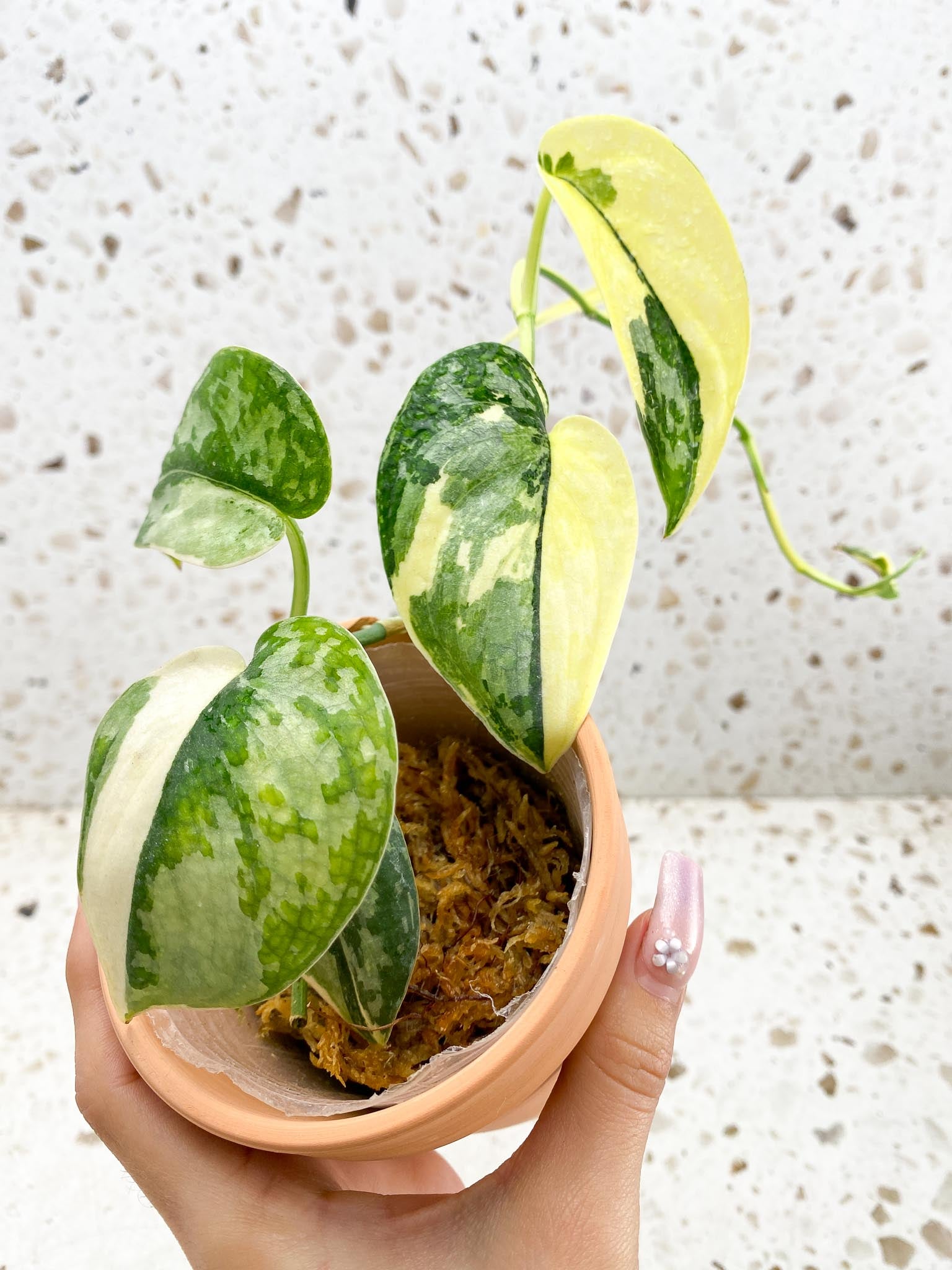 Scindapsus Mayari Variegated Multiple Leaves  Multiple Nodes Rooted