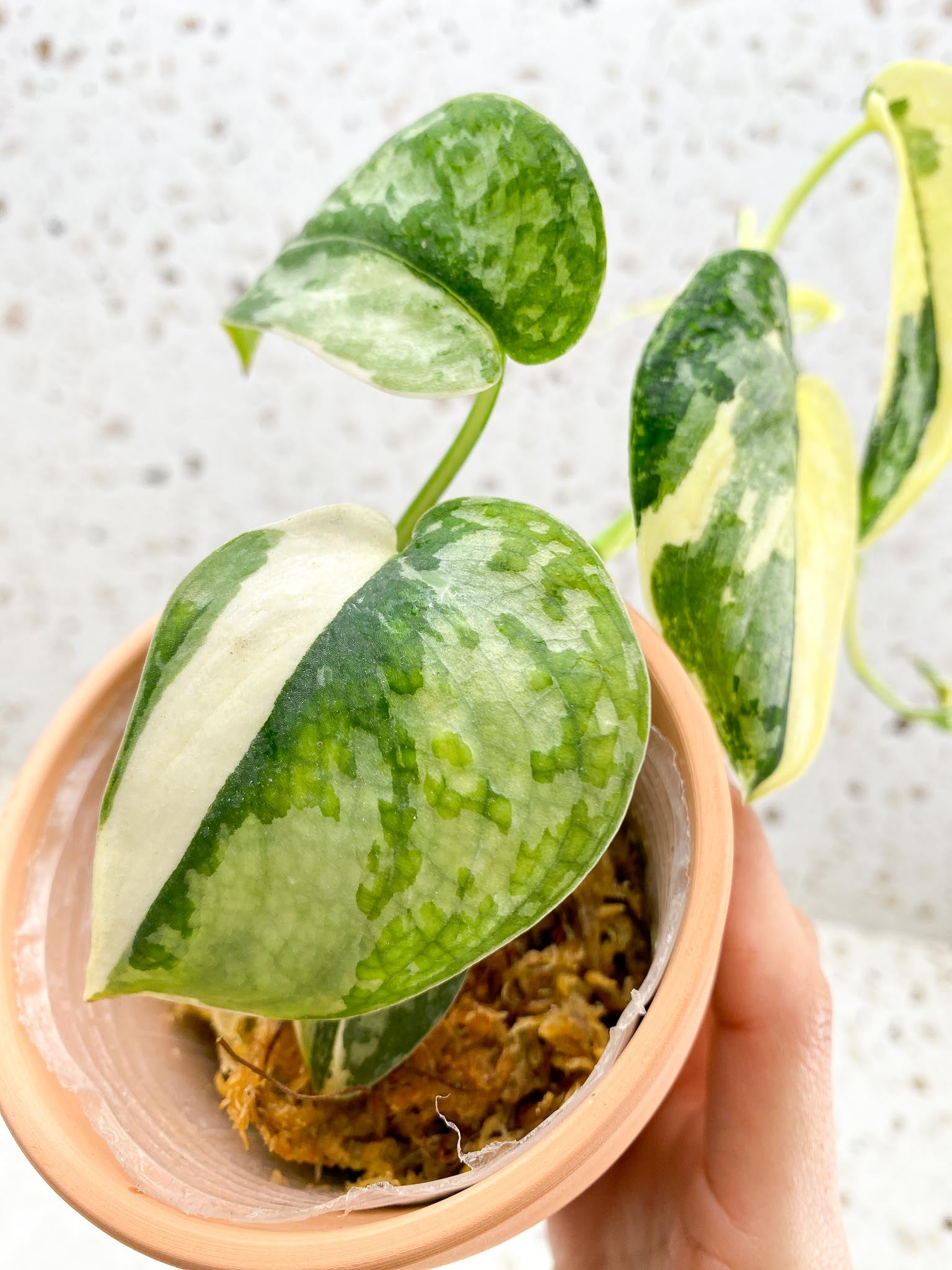 Scindapsus Mayari Variegated Multiple Leaves  Multiple Nodes Rooted