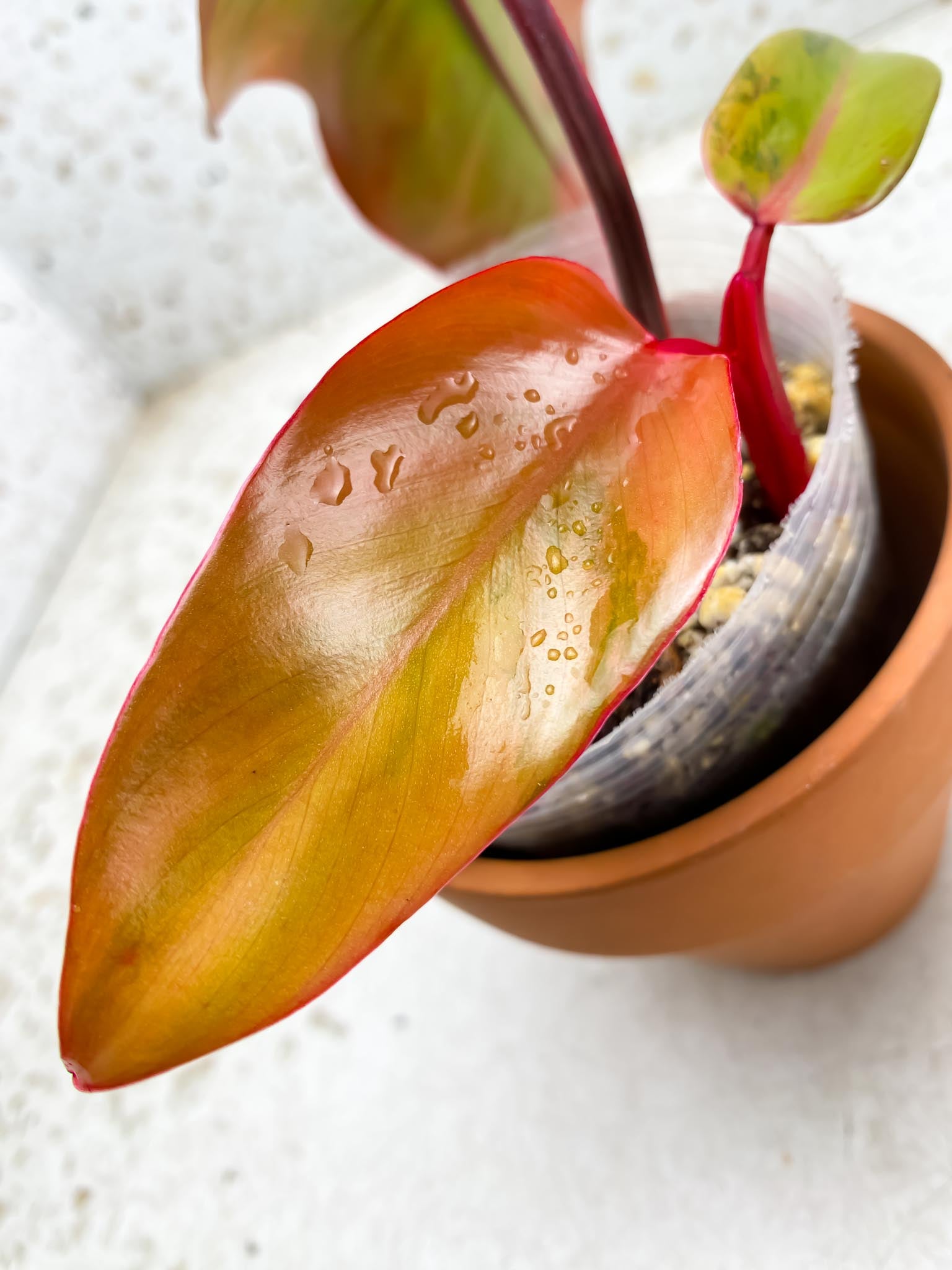 Philodendron Strawberry Shake 3 Leaves  3 Nodes  Top Cutting Rooted