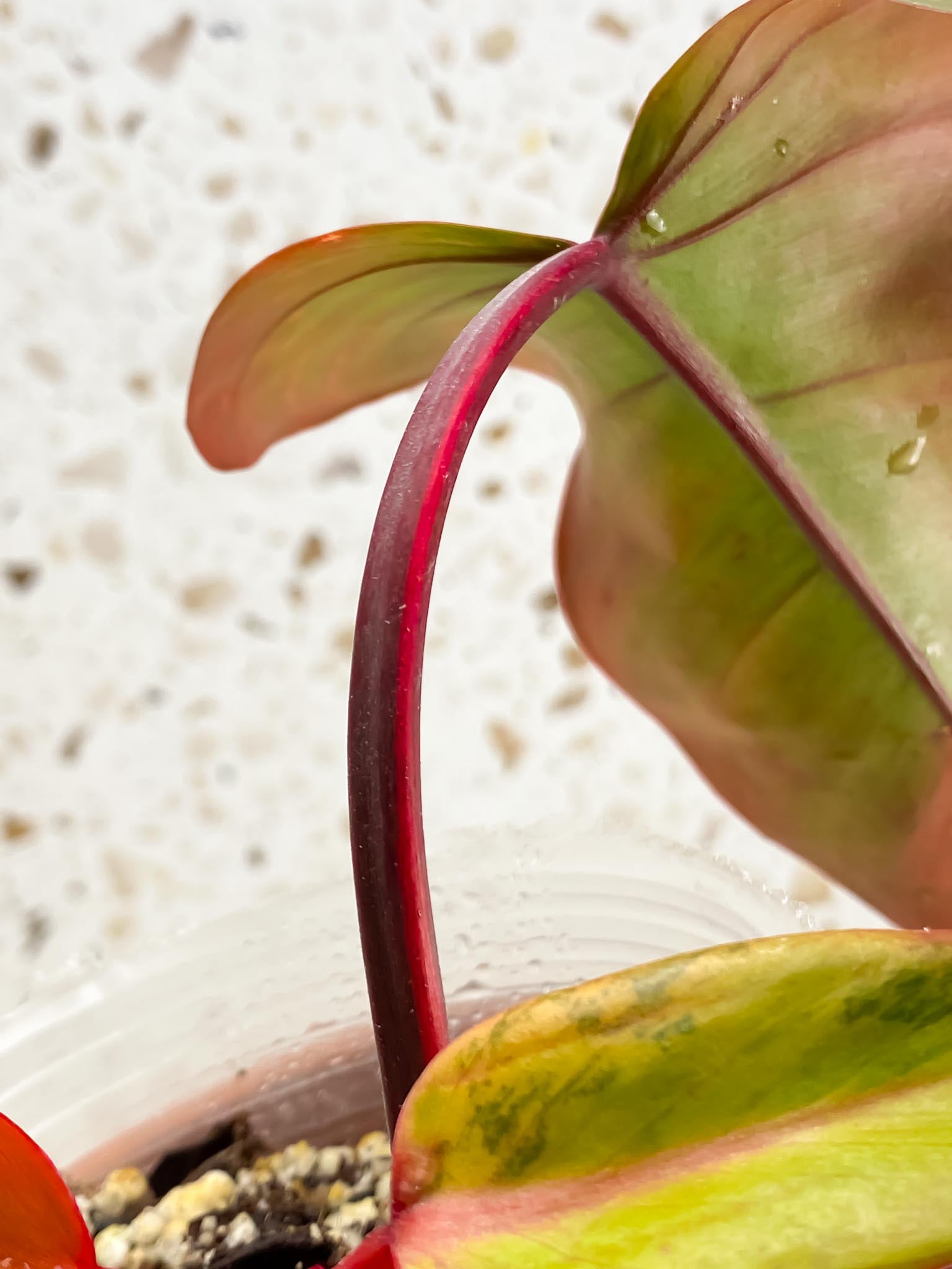 Philodendron Strawberry Shake 3 Leaves  3 Nodes  Top Cutting Rooted