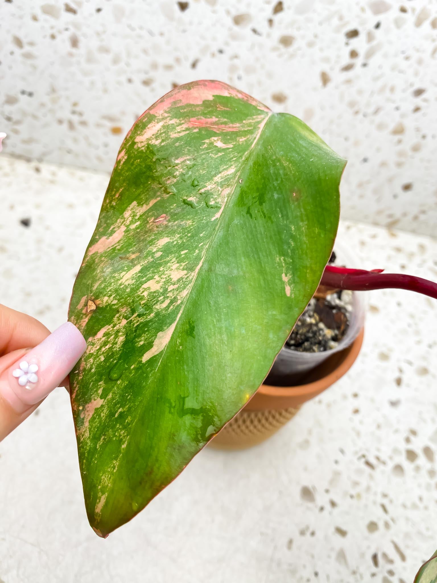 Philodendron Strawberry Shake Pink 2 Leaves  2 Nodes  1 Growing Bud Top Cutting Rooted